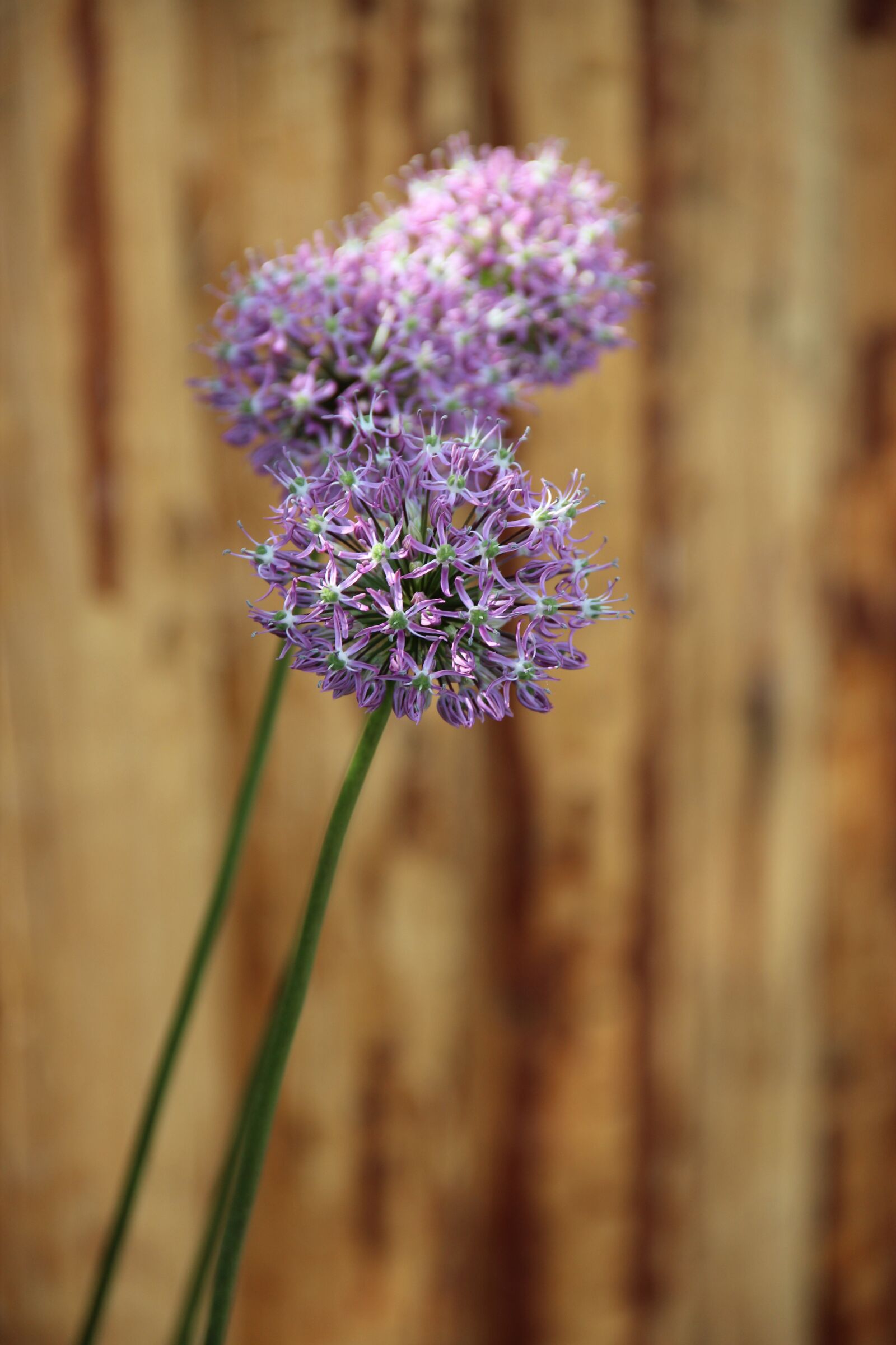 Canon EOS 600D (Rebel EOS T3i / EOS Kiss X5) sample photo. Ornamental onion, early, blossom photography