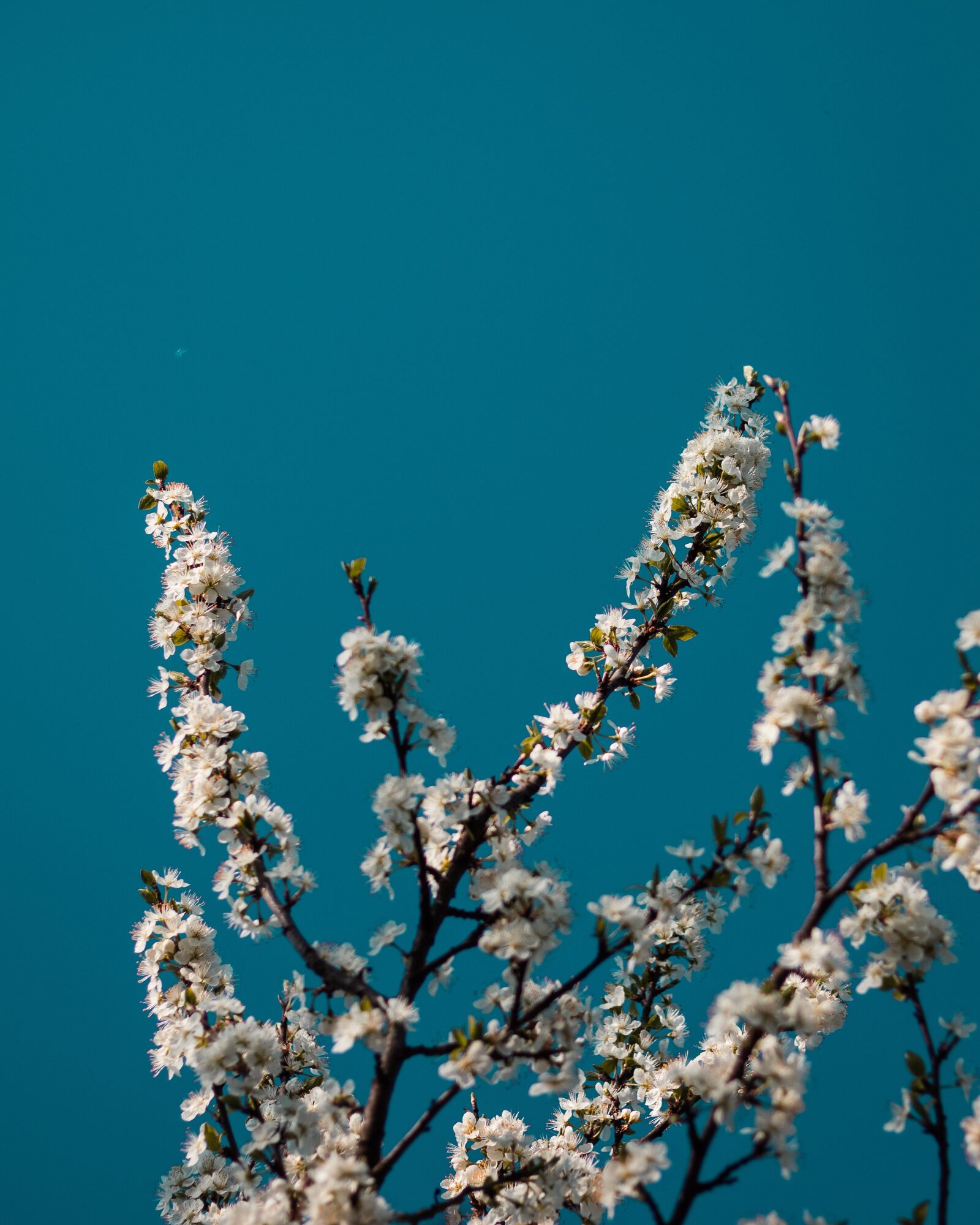 Canon EOS 77D (EOS 9000D / EOS 770D) + Canon EF 50mm F1.8 STM sample photo. Flower, blue, cyan photography