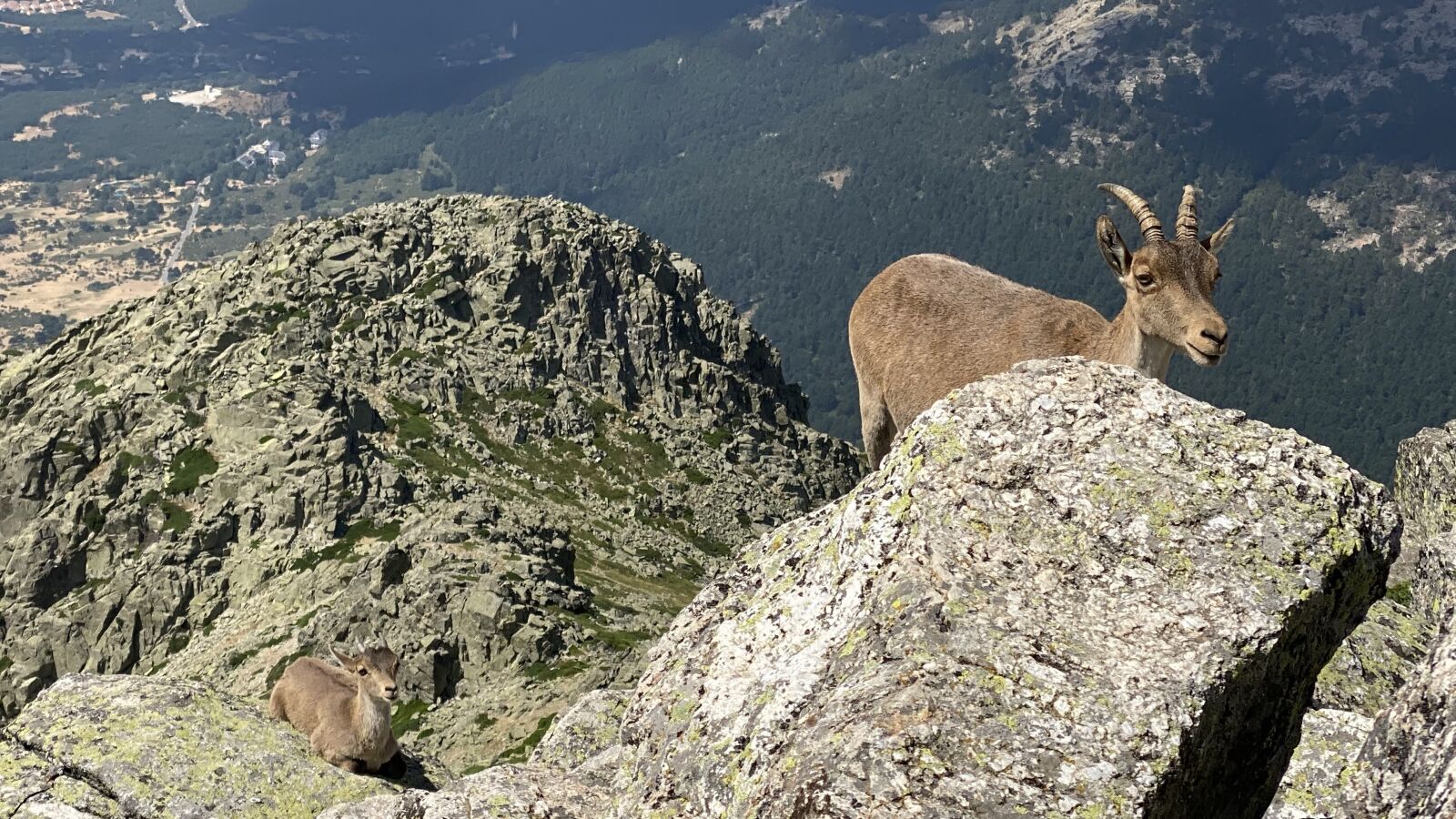 iPhone 11 Pro Max back triple camera 6mm f/2 sample photo. Mountains, goat, rocks photography