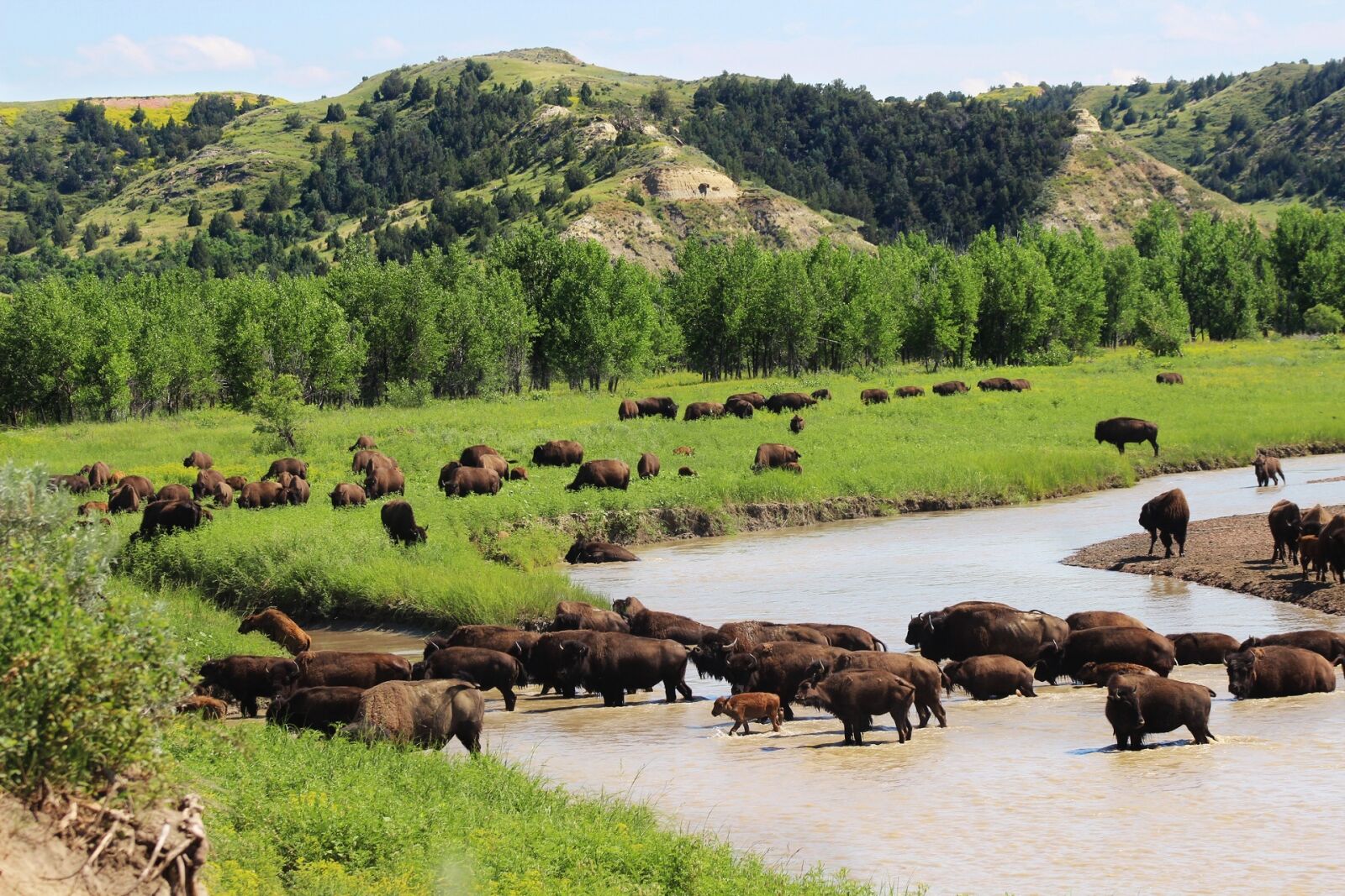 Canon EF 75-300mm f/4-5.6 sample photo. Bison, buffalo, herd photography