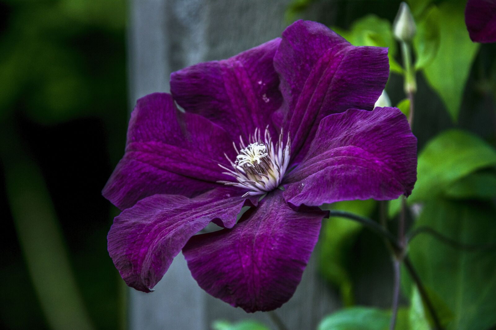 Nikon D3300 sample photo. Flower, flora, nature photography