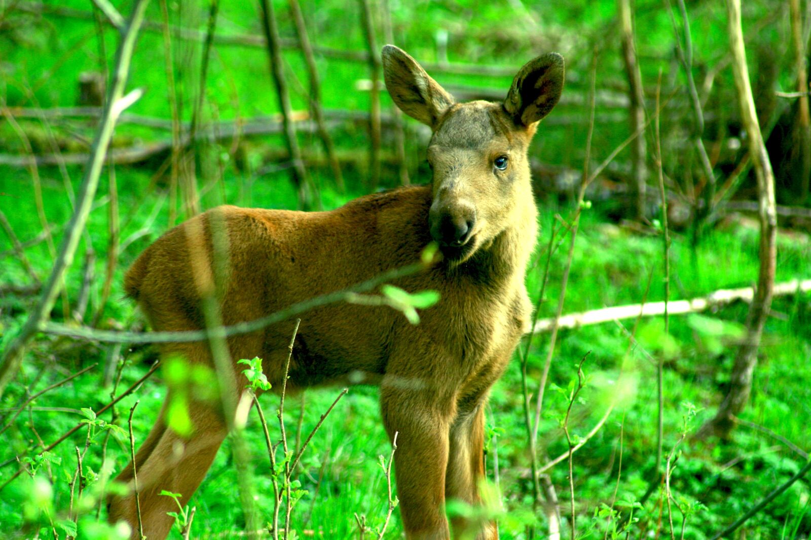 Canon EOS 400D (EOS Digital Rebel XTi / EOS Kiss Digital X) sample photo. Moose calf, sweden, animal photography