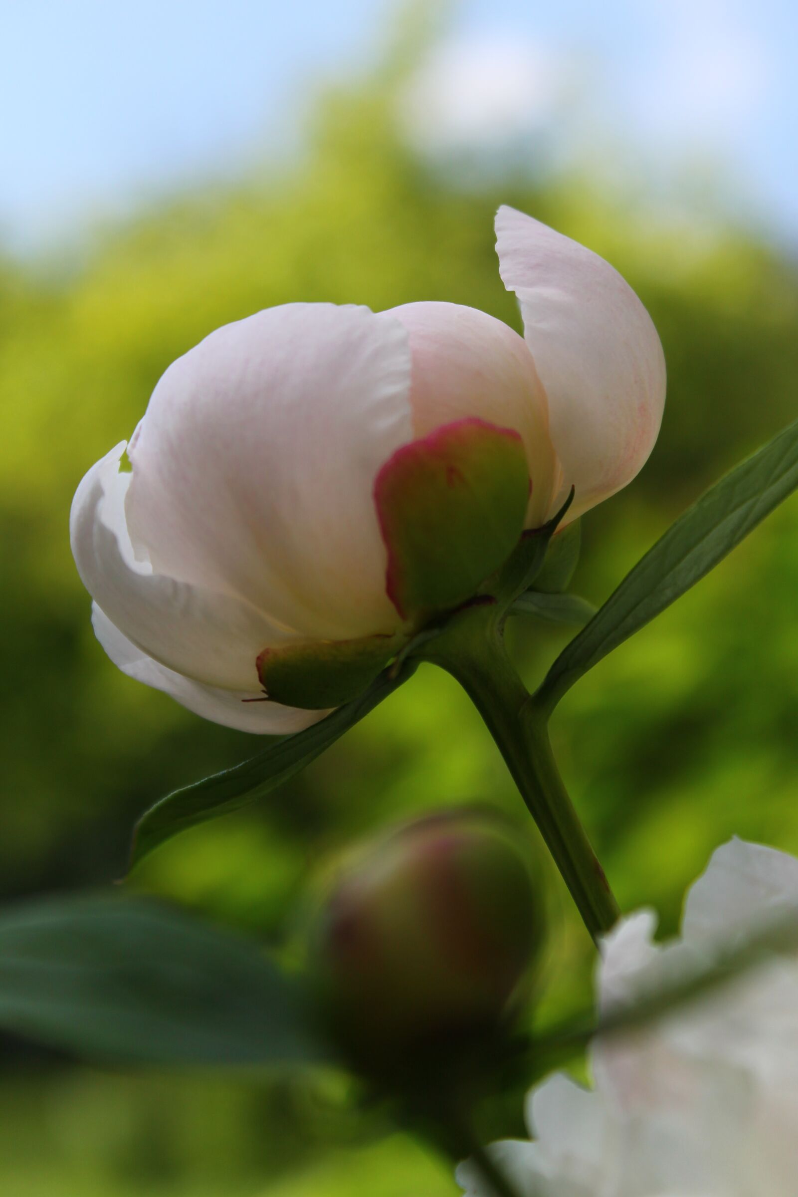 Canon EOS 1100D (EOS Rebel T3 / EOS Kiss X50) sample photo. Bud, peony, macro photography