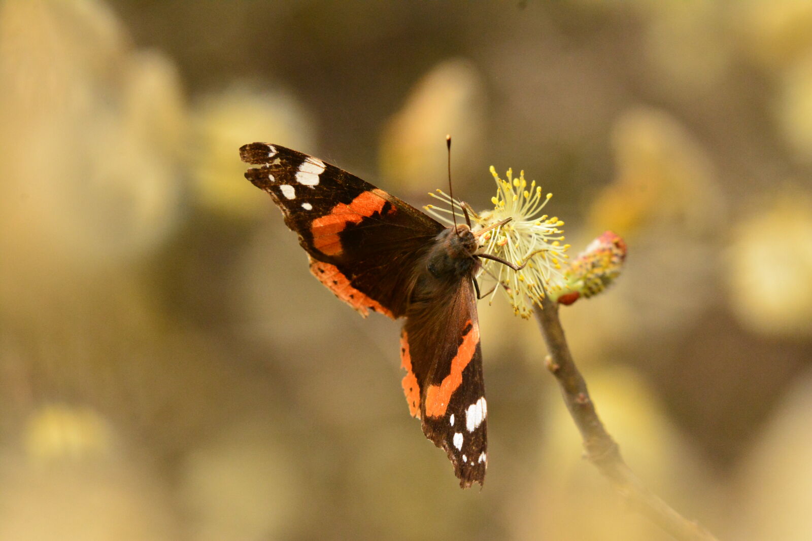 Nikon D7100 sample photo