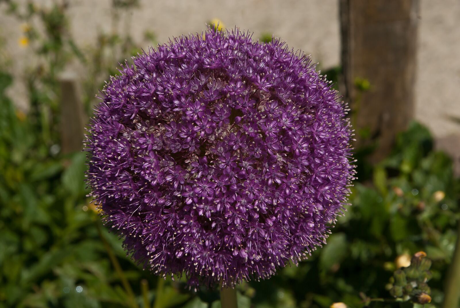 Pentax K10D sample photo. "Flower, allium, garlic giant" photography