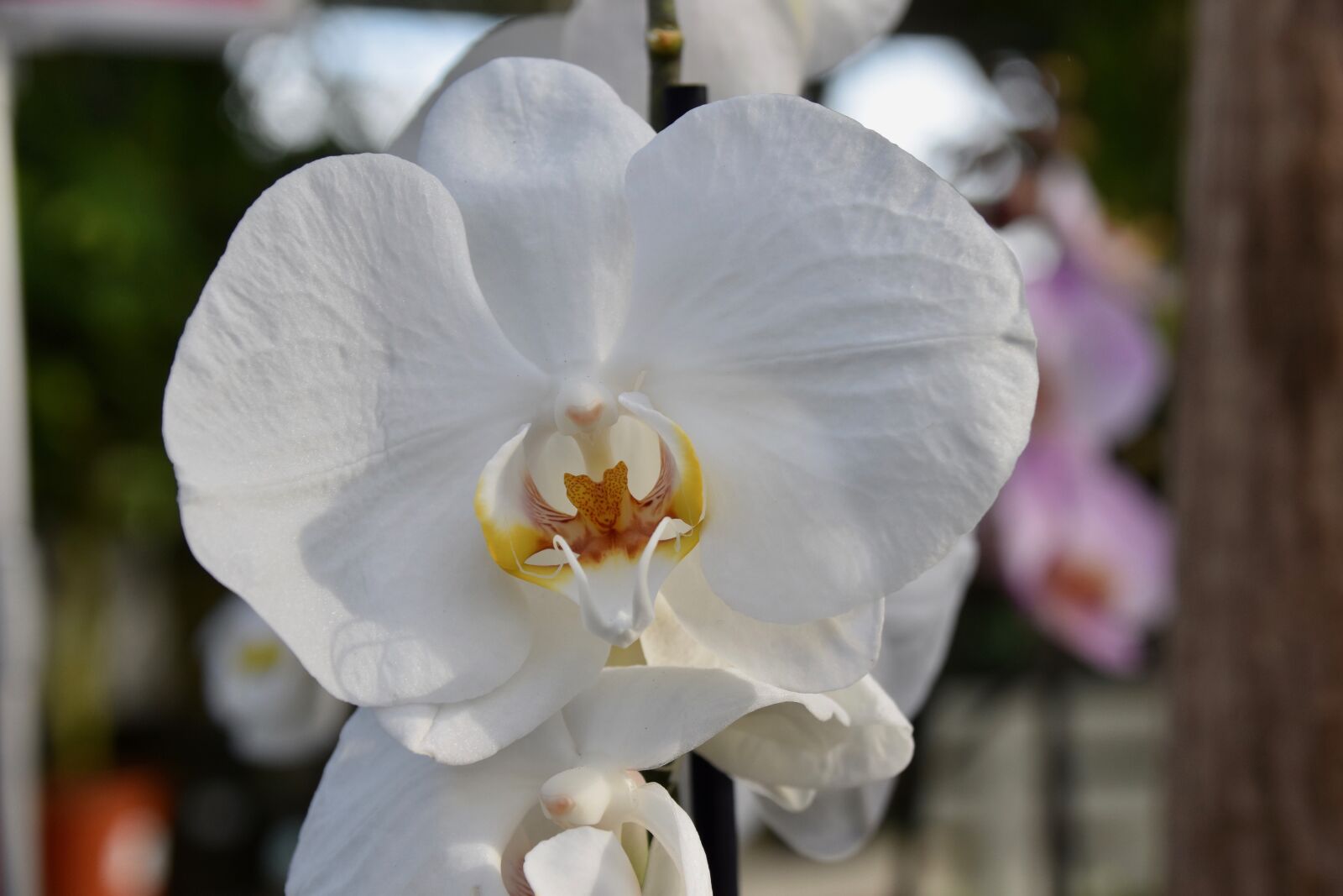 Nikon D5600 sample photo. Flower, orchid, white flowers photography