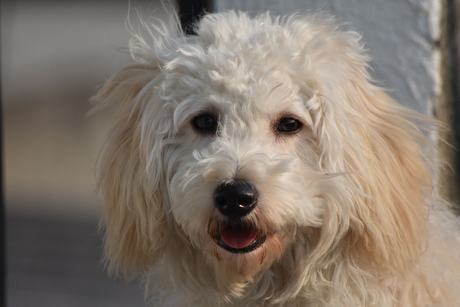 Nikon D3400 sample photo. Dog, pet, puppy photography
