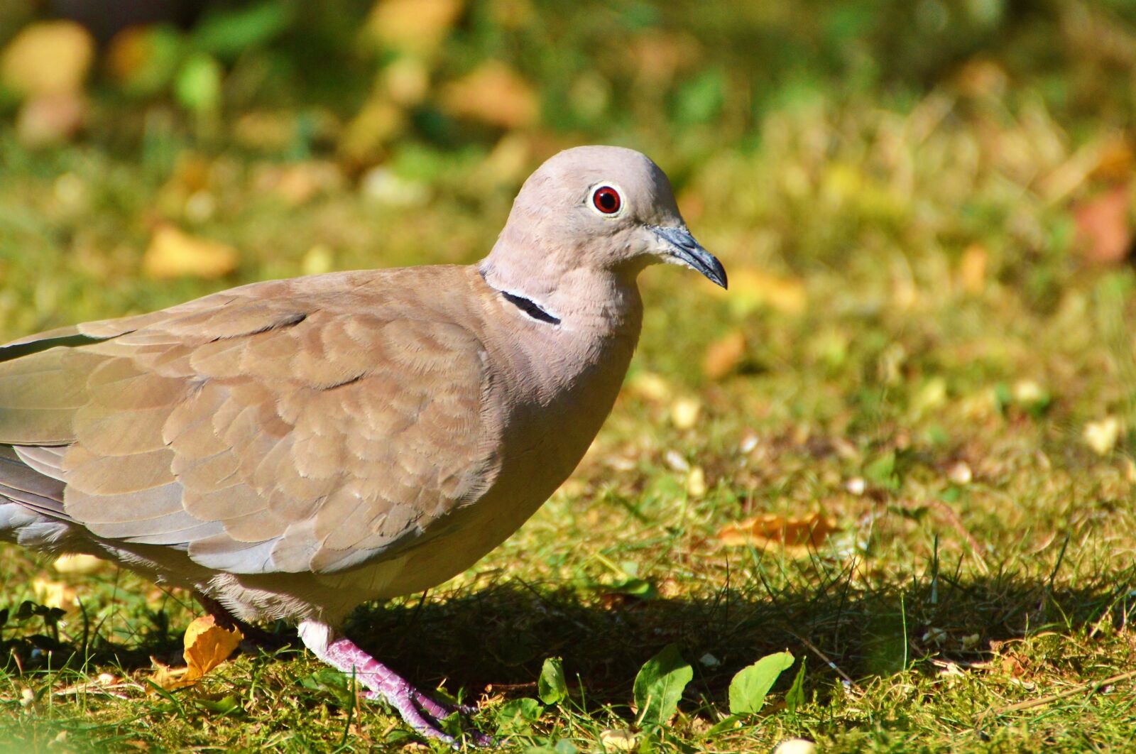 Nikon D3200 sample photo. Dove, collared, bird photography
