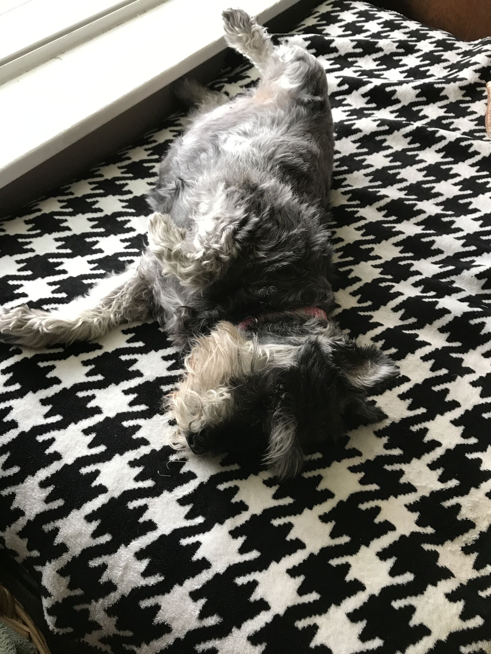 iPhone 7 Plus back dual camera 3.99mm f/1.8 sample photo. Puppy, mini schnauzer, dogs photography