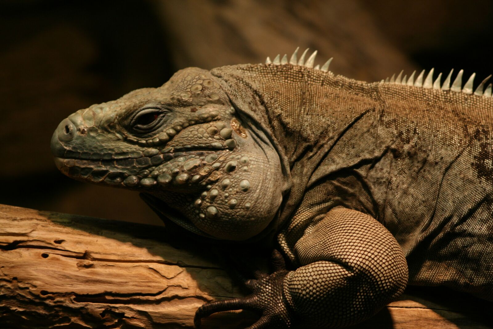 Canon EOS 400D (EOS Digital Rebel XTi / EOS Kiss Digital X) sample photo. Lizard, reptile, flying dragon photography
