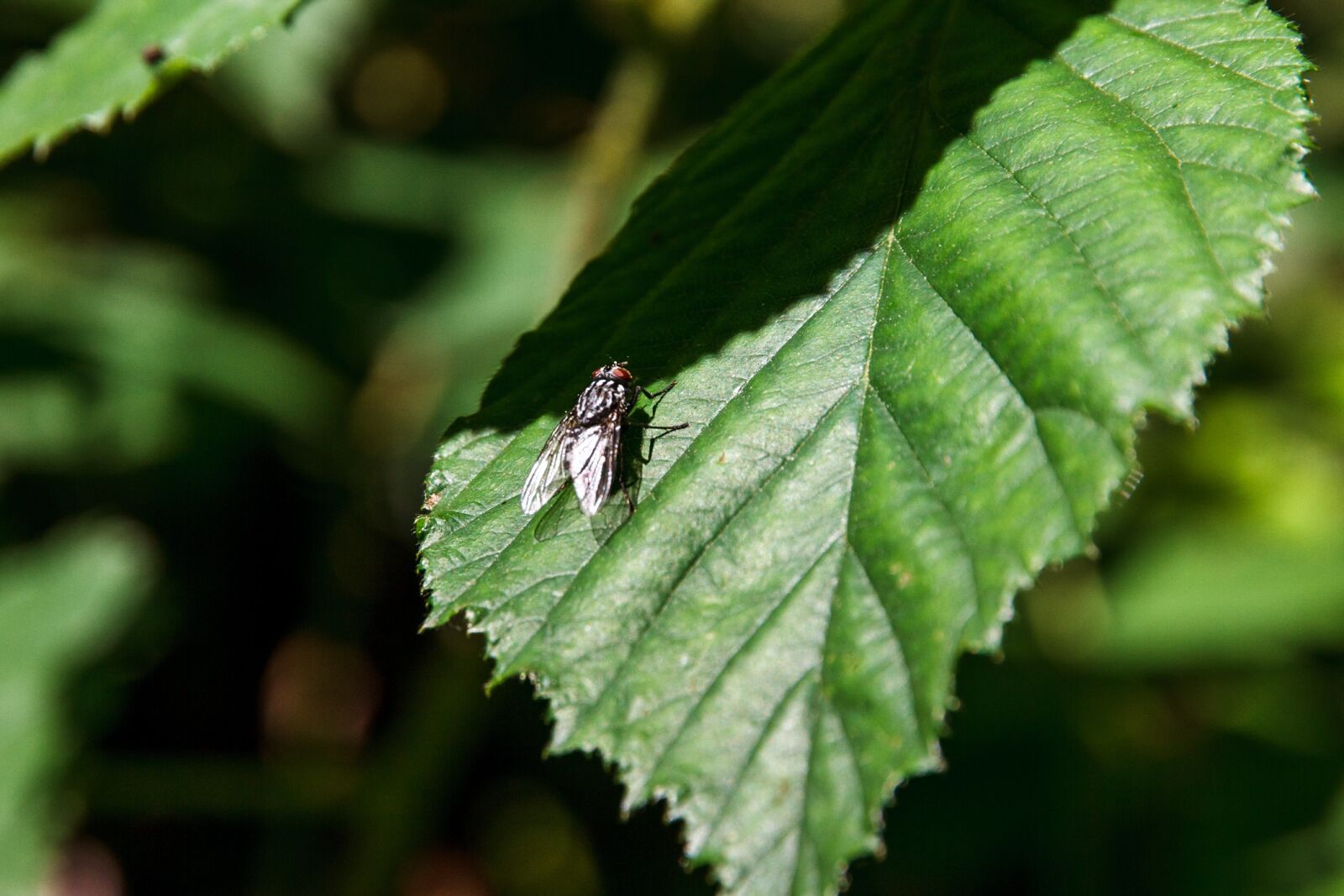Canon EOS 7D sample photo. Fly, leaf, insect photography