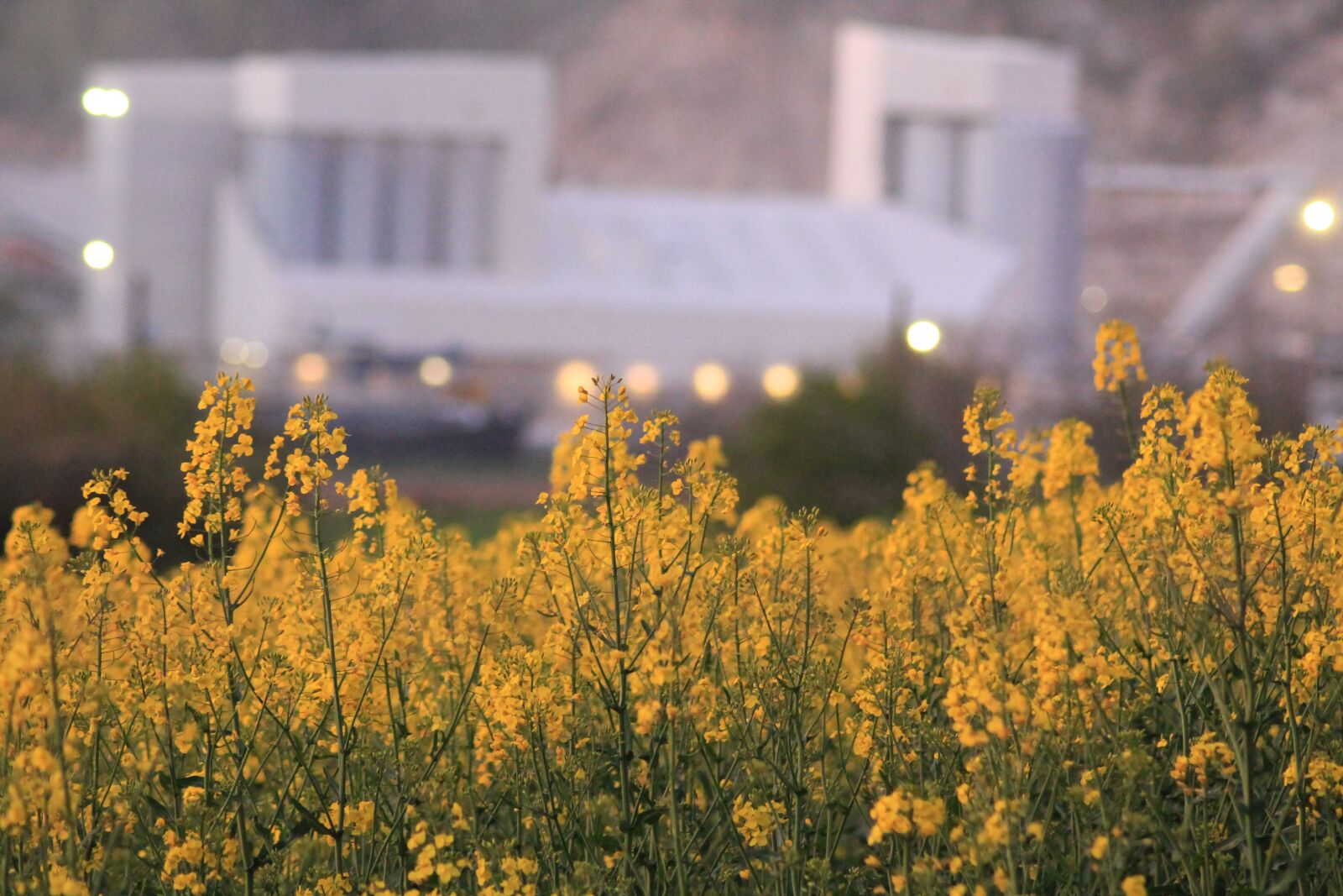 Canon EOS 1100D (EOS Rebel T3 / EOS Kiss X50) sample photo. Rapeseed, flower, career photography