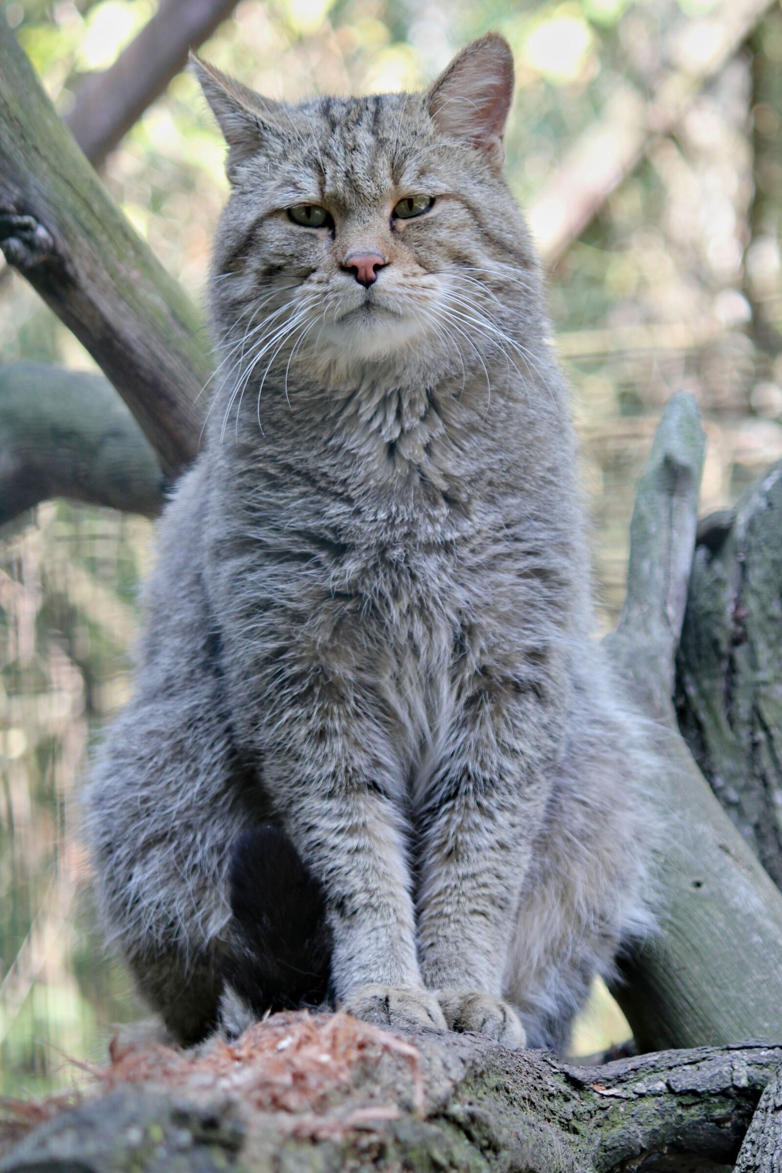 Canon EOS 550D (EOS Rebel T2i / EOS Kiss X4) sample photo. Cat, wild, beast photography