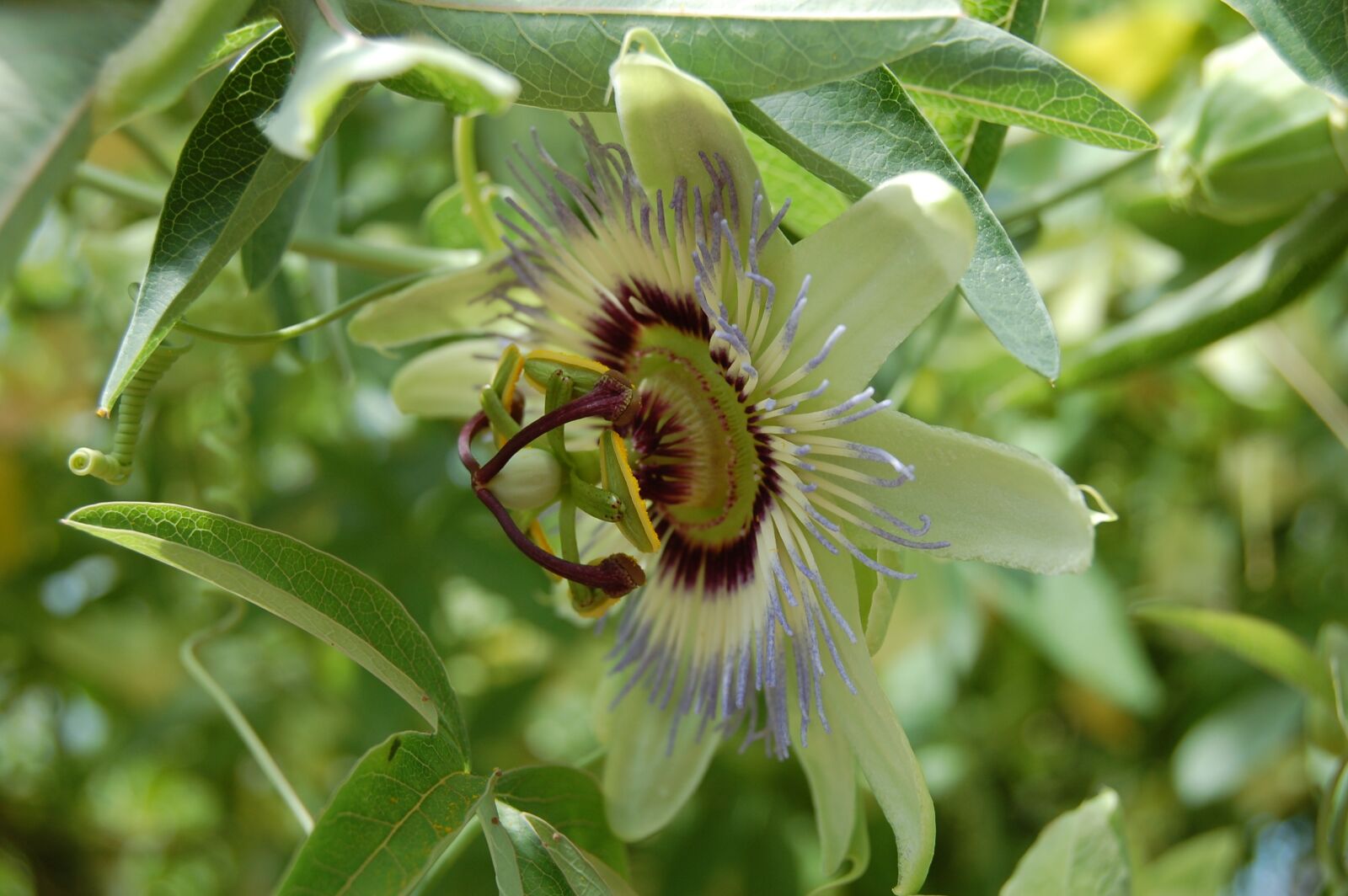 Nikon D40 sample photo. Flower, exotic, plant photography