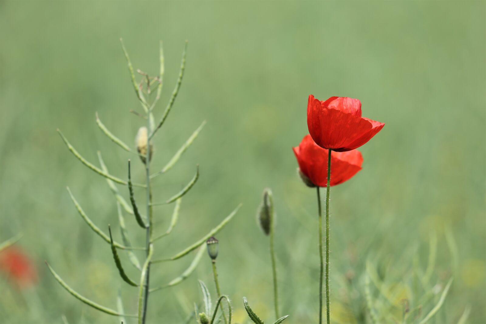 Canon EF 70-300 F4-5.6 IS II USM sample photo. Rapeseed field, red poppies photography