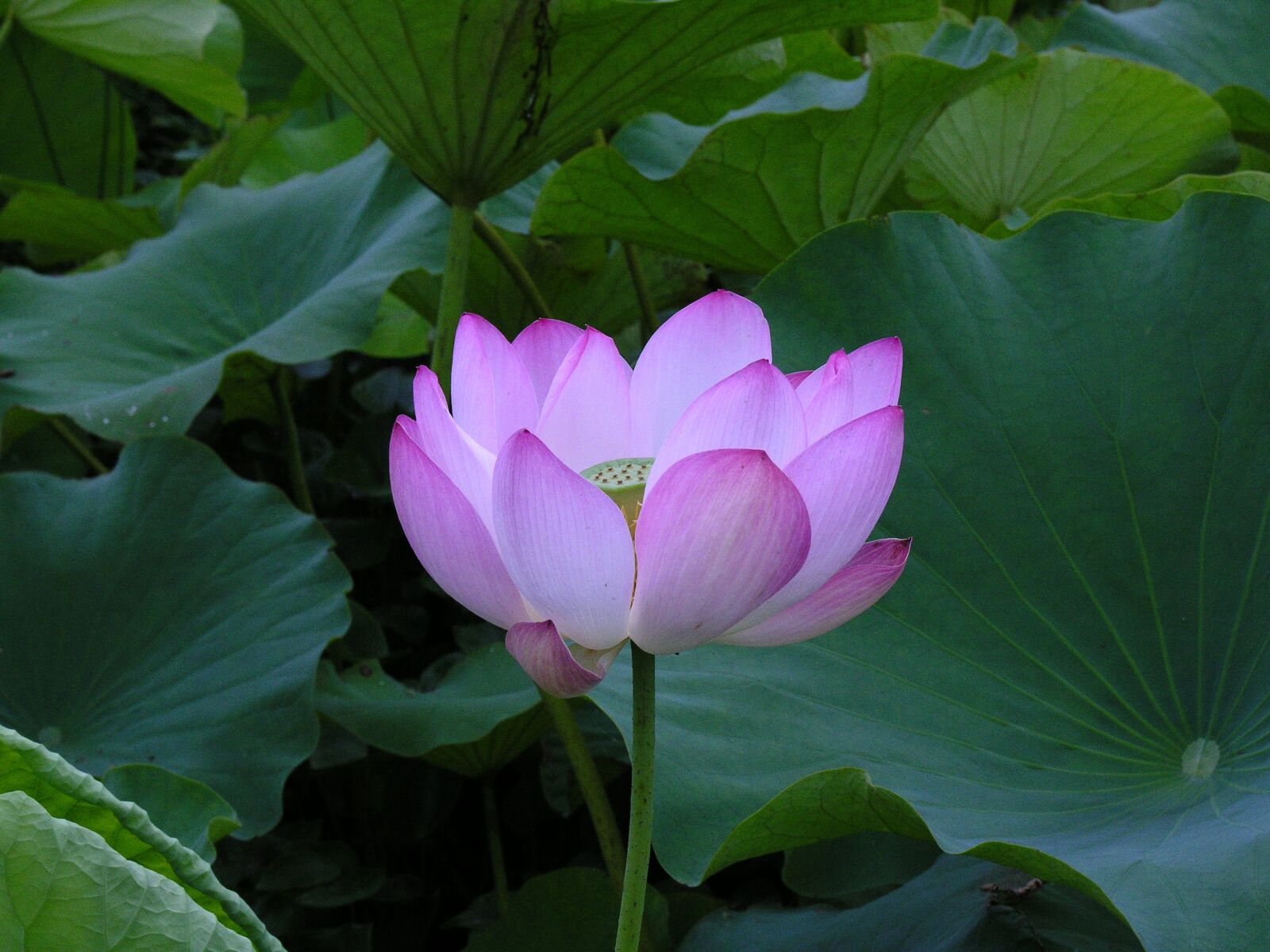 Nikon E8800 sample photo. Lotus, pink, flower photography