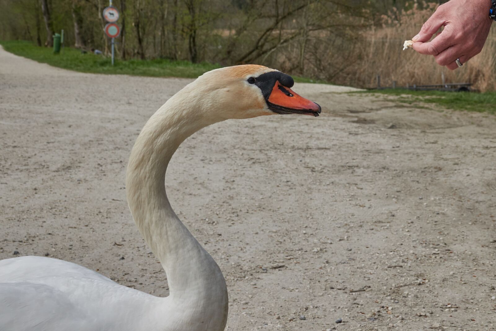 Sony Cyber-shot DSC-RX10 IV sample photo. Swan, feed, hand photography