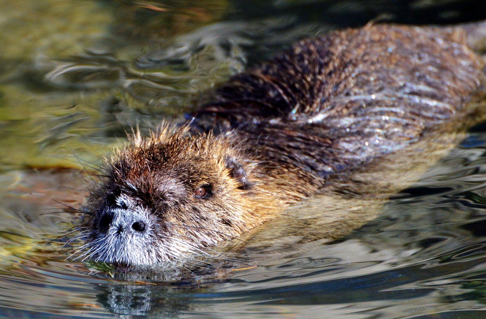 Nikon D3200 sample photo. Nutria, rodent, water rat photography