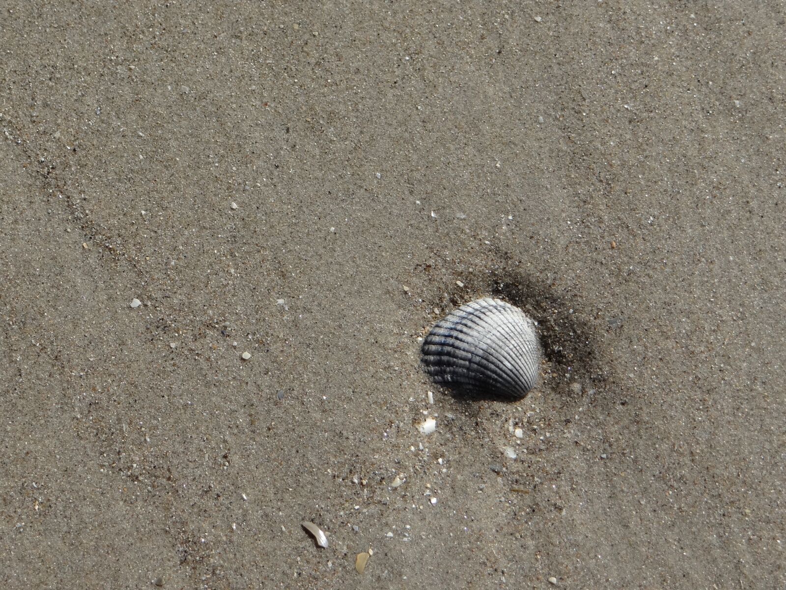 Sony DSC-HX200V sample photo. Sand, hull, shell photography