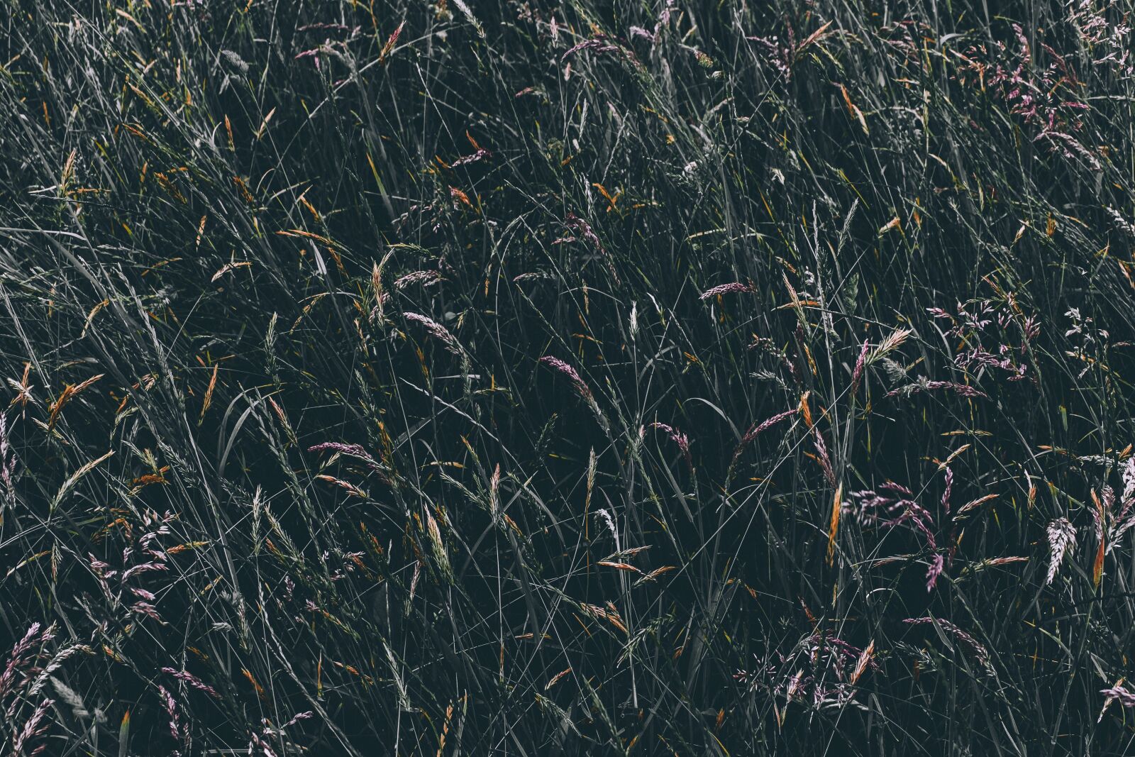 Canon EOS 100D (EOS Rebel SL1 / EOS Kiss X7) sample photo. Field, grass, green photography