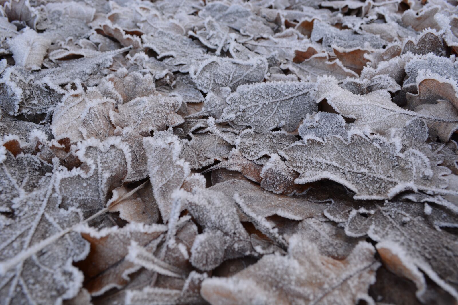 Nikon D5200 sample photo. Leaves, frost, winter photography