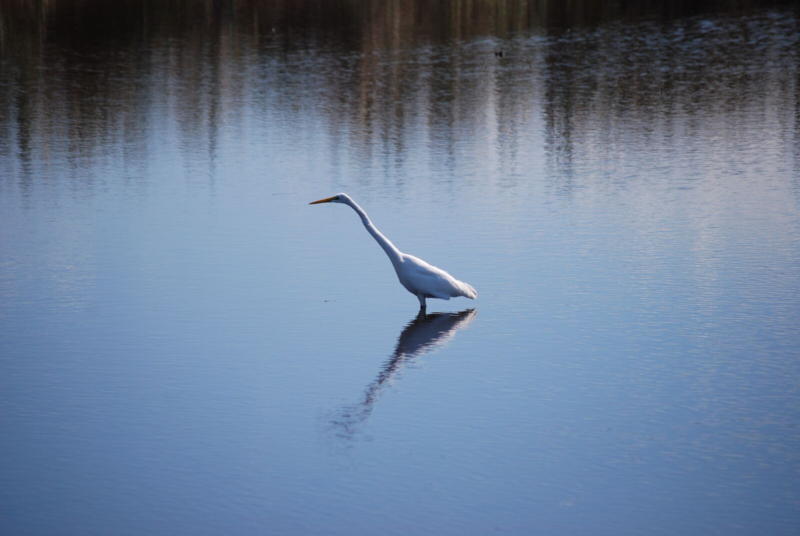 Nikon D40X sample photo. Bird, lake photography