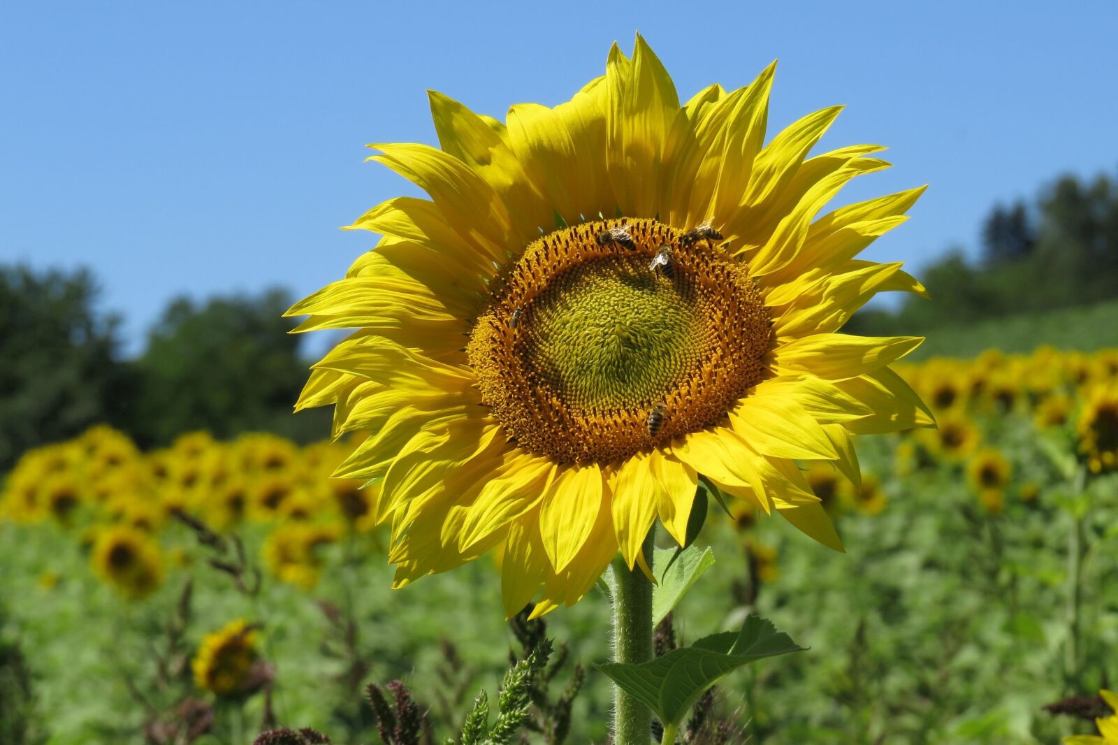 Canon PowerShot SX50 HS sample photo. Sunflower, sunflower field, bright photography