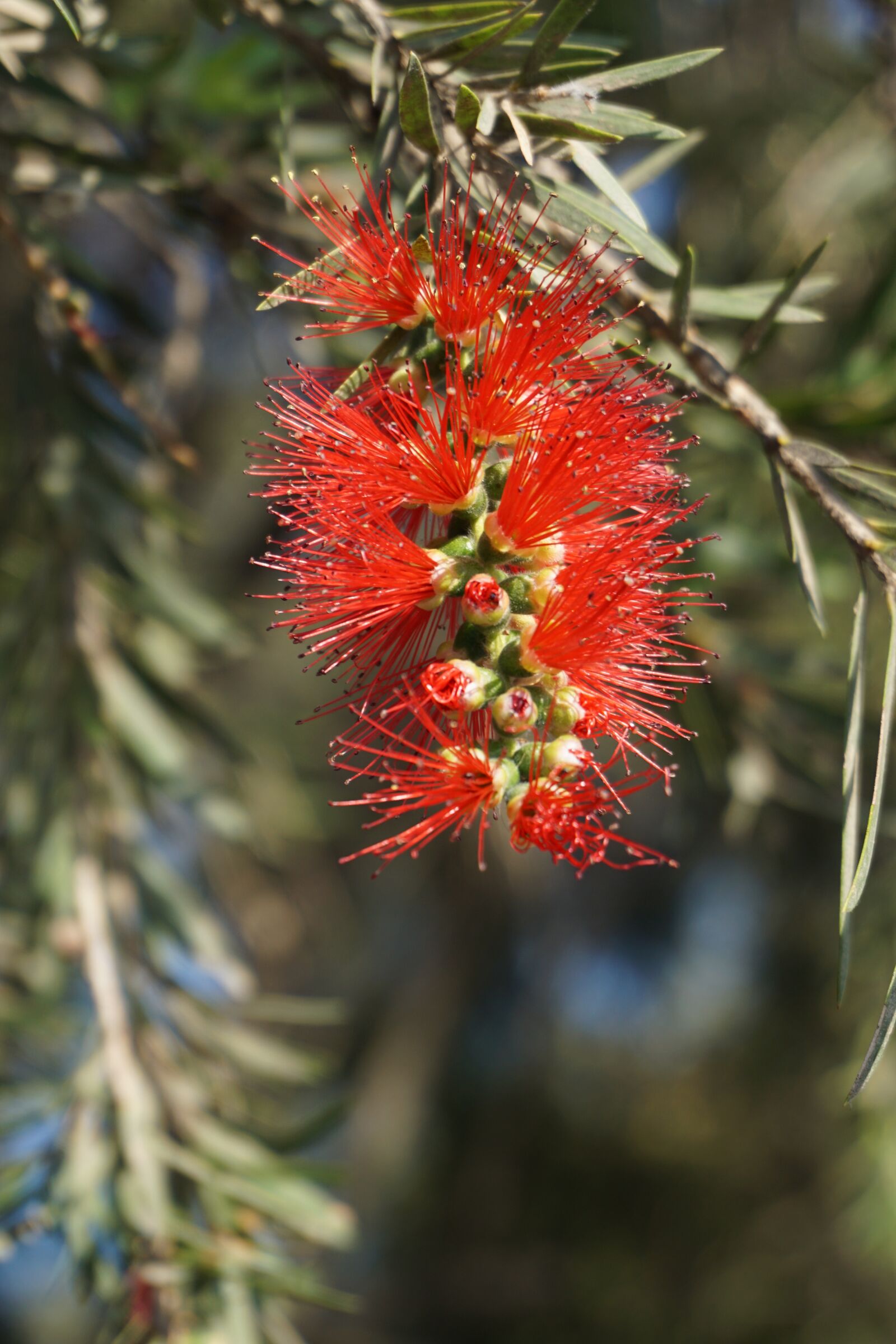Sony a6000 sample photo. Callistemon, flower, red photography
