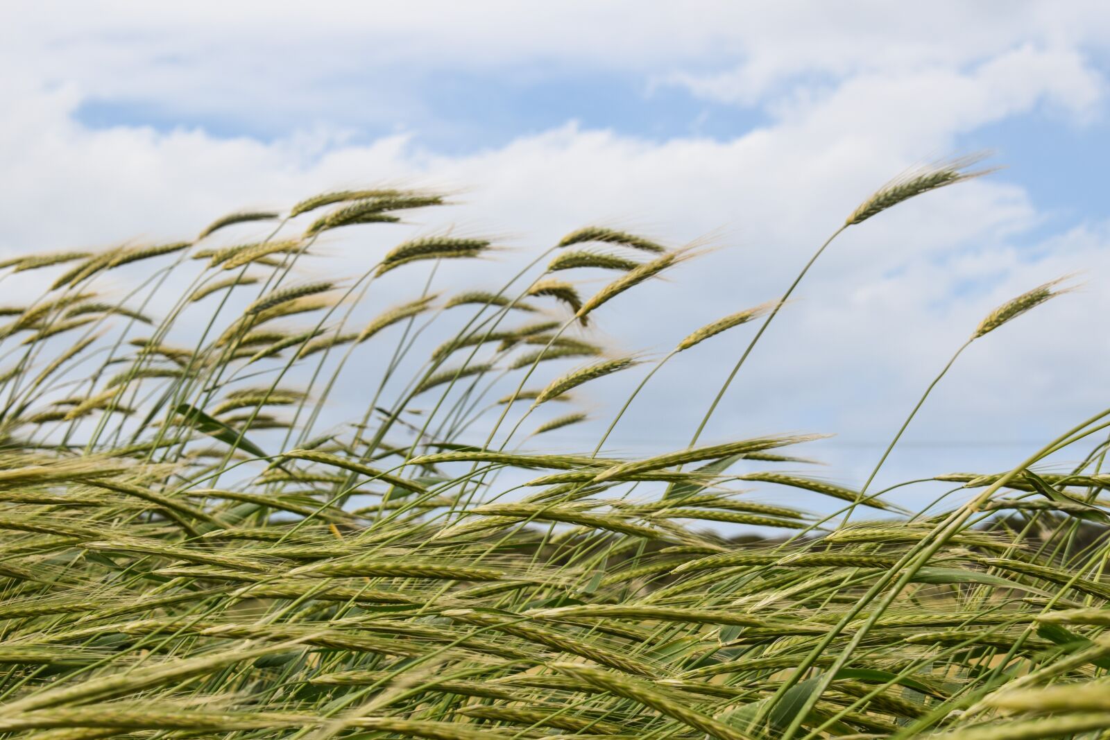Nikon D3300 sample photo. Barley, cereals, wind photography