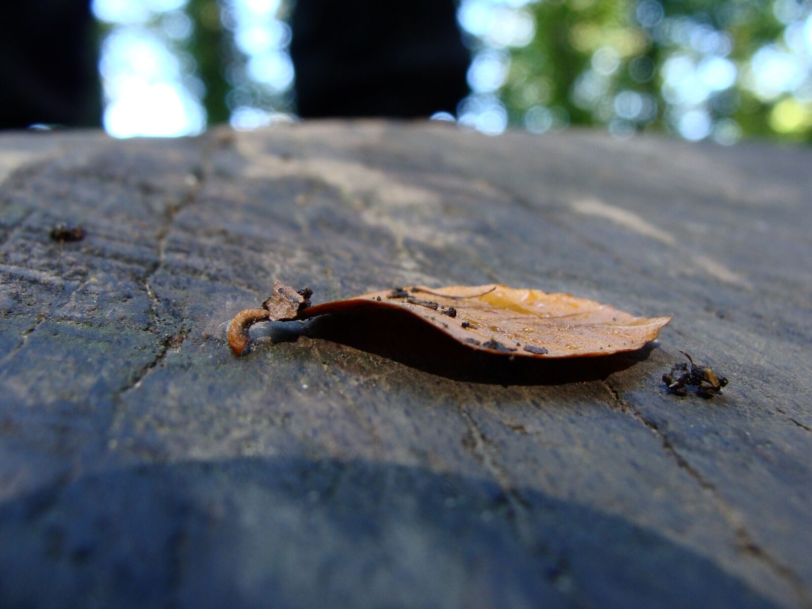 Sony Cyber-shot DSC-H10 sample photo. Dry leaf, tree trunk photography