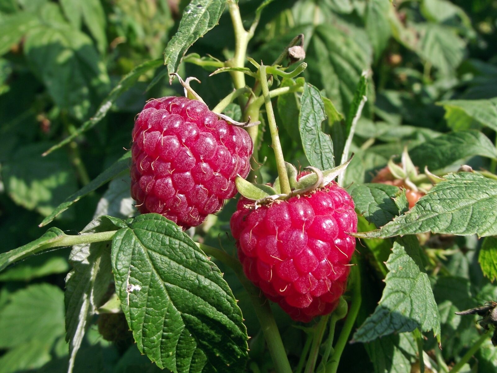FujiFilm FinePix S1600 (FinePix S1770) sample photo. Fruit, raspberries, bush photography