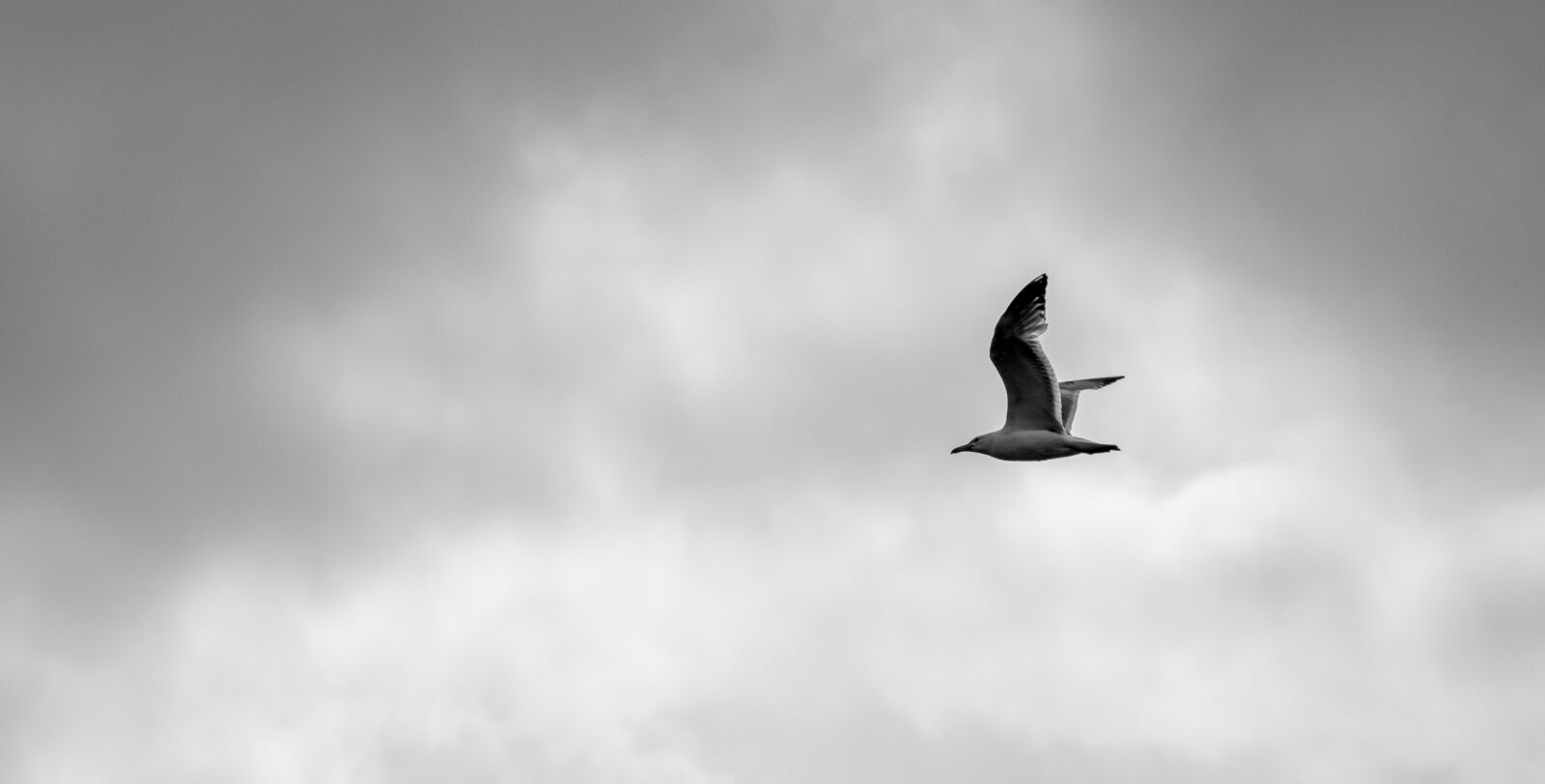 Canon EF-S 55-250mm F4-5.6 IS II sample photo. Bird, nature, sky photography