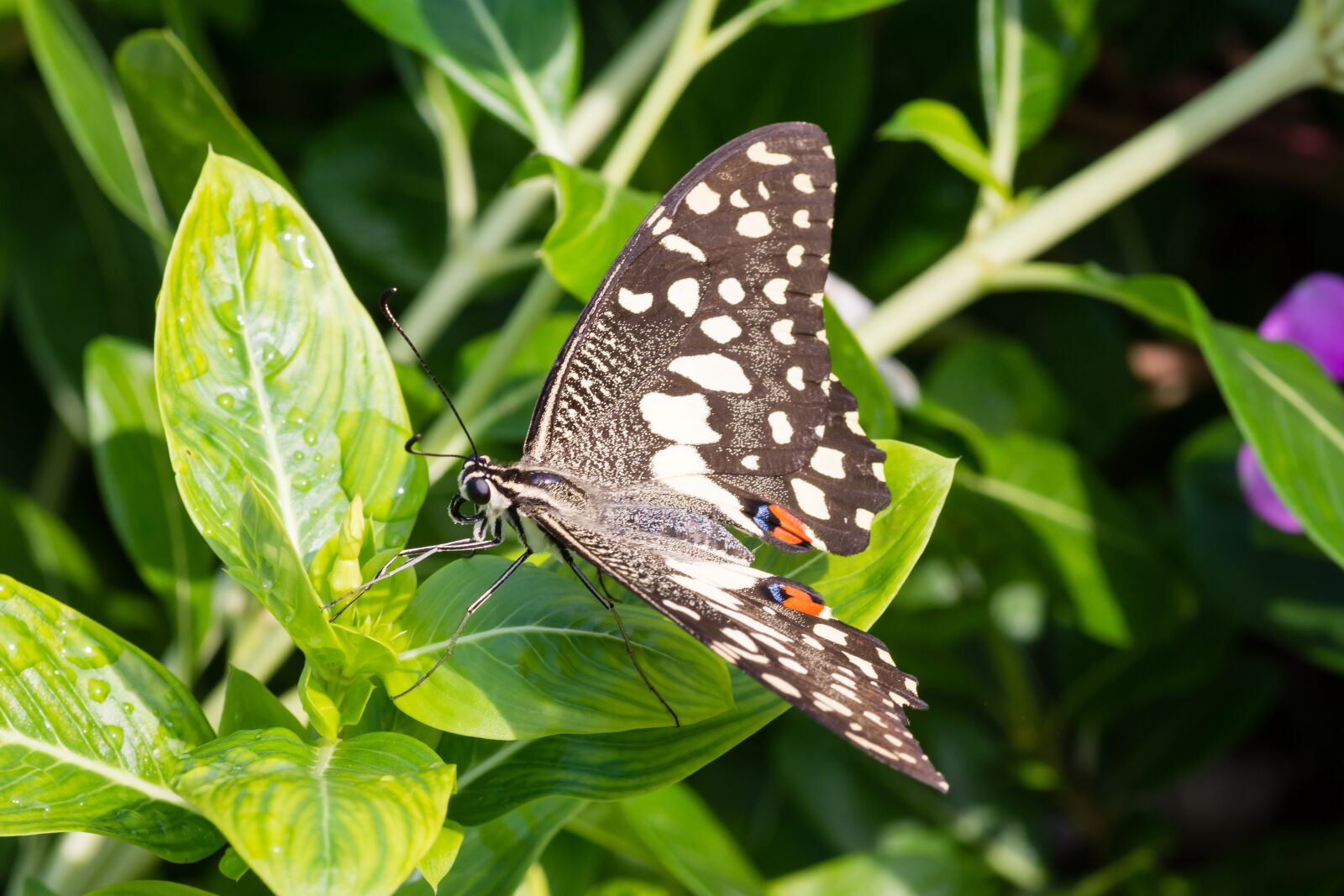 Nikon D7200 sample photo. Butterfly, green, leaves photography