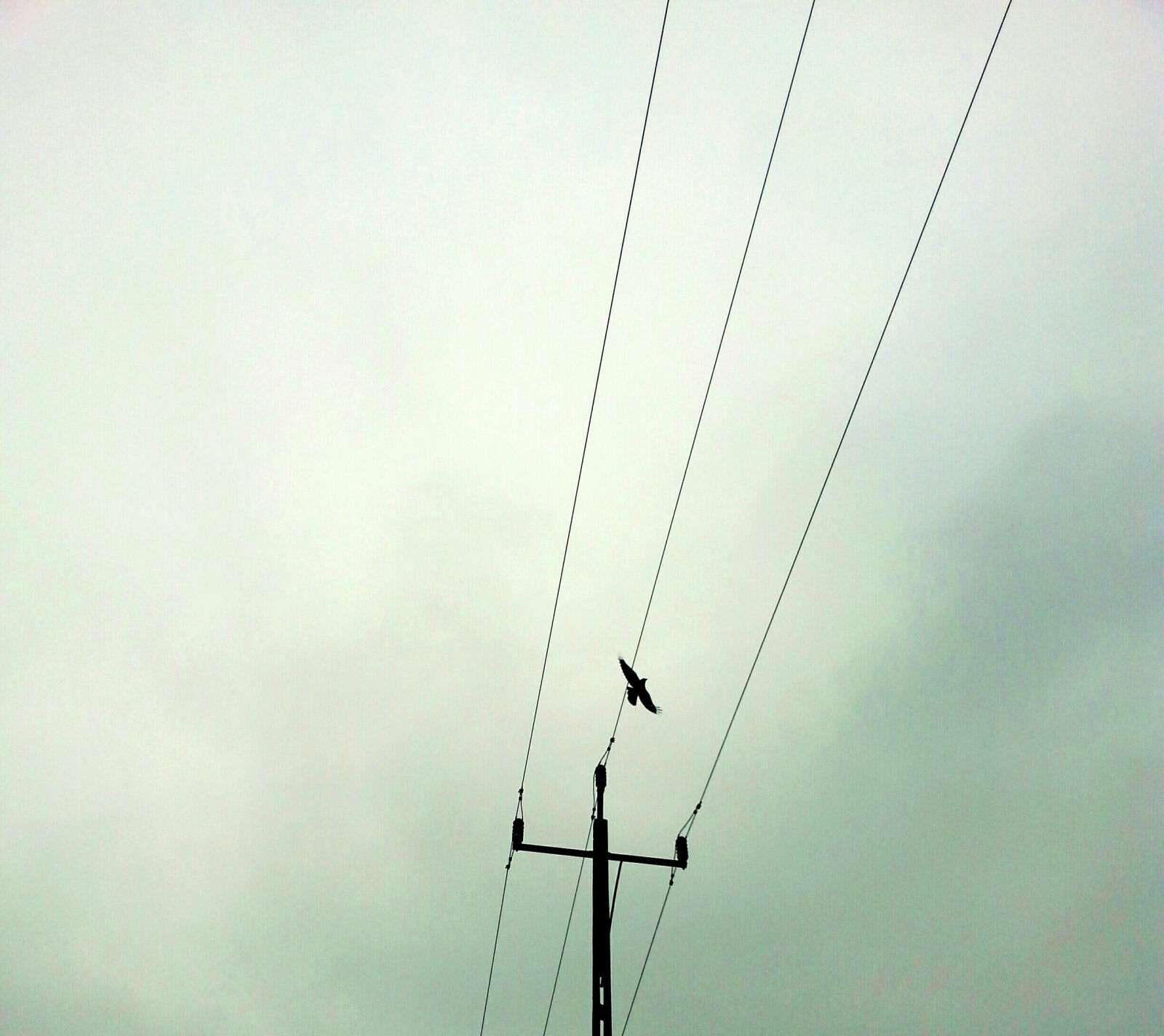 Samsung Galaxy S3 sample photo. Crow, electric, lines photography
