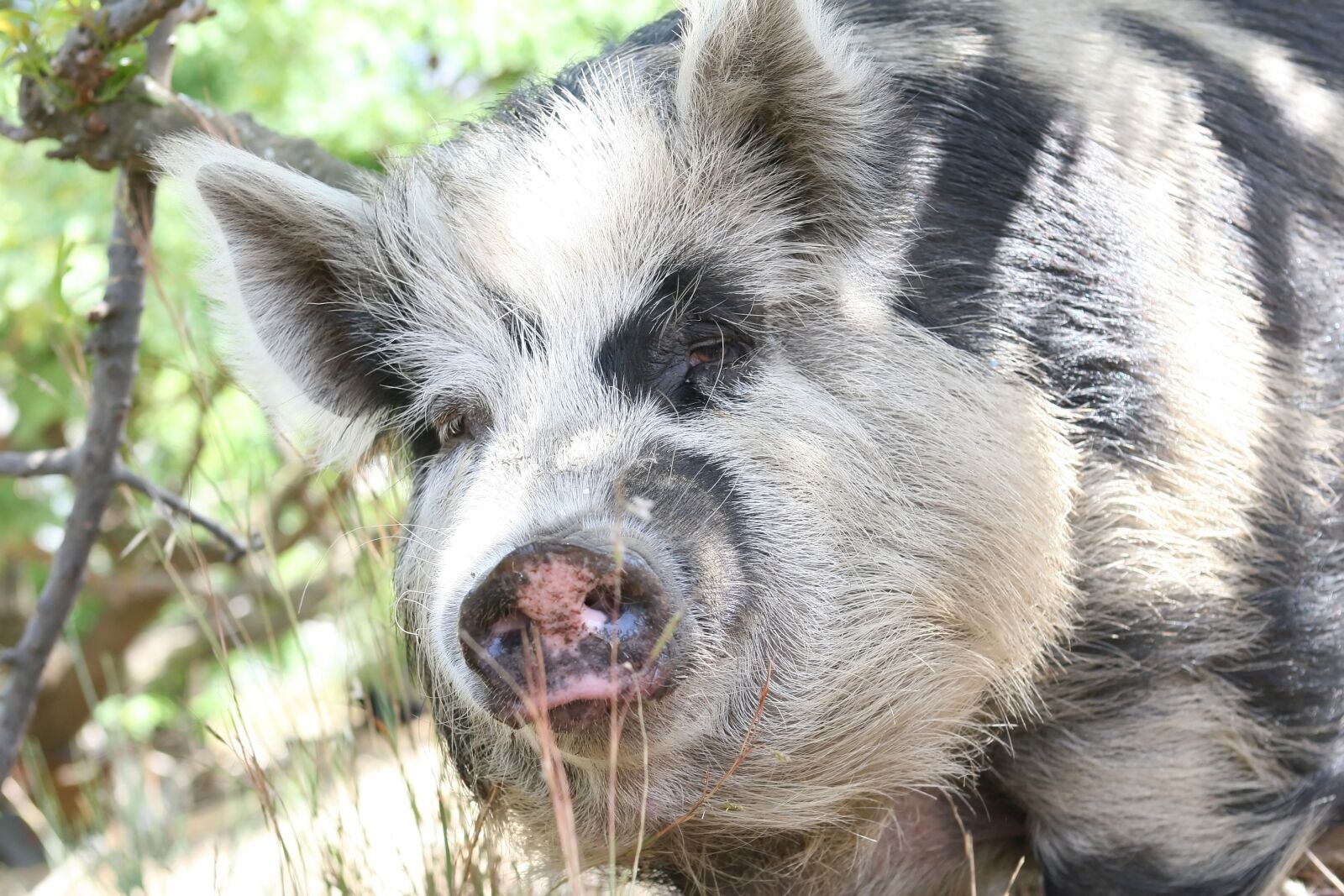 Canon EOS 30D sample photo. Animal, bacon, big photography