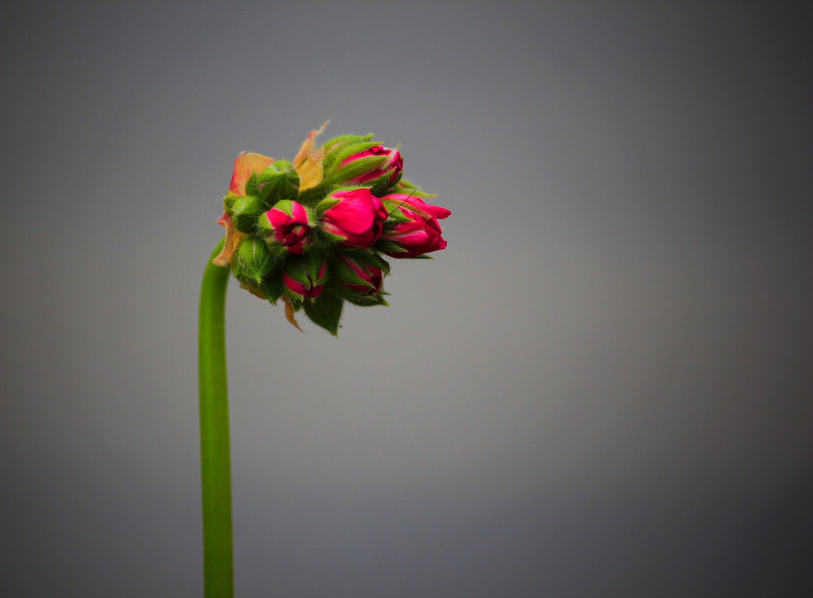 Canon EOS 650D (EOS Rebel T4i / EOS Kiss X6i) sample photo. Flower, bud, macro photography