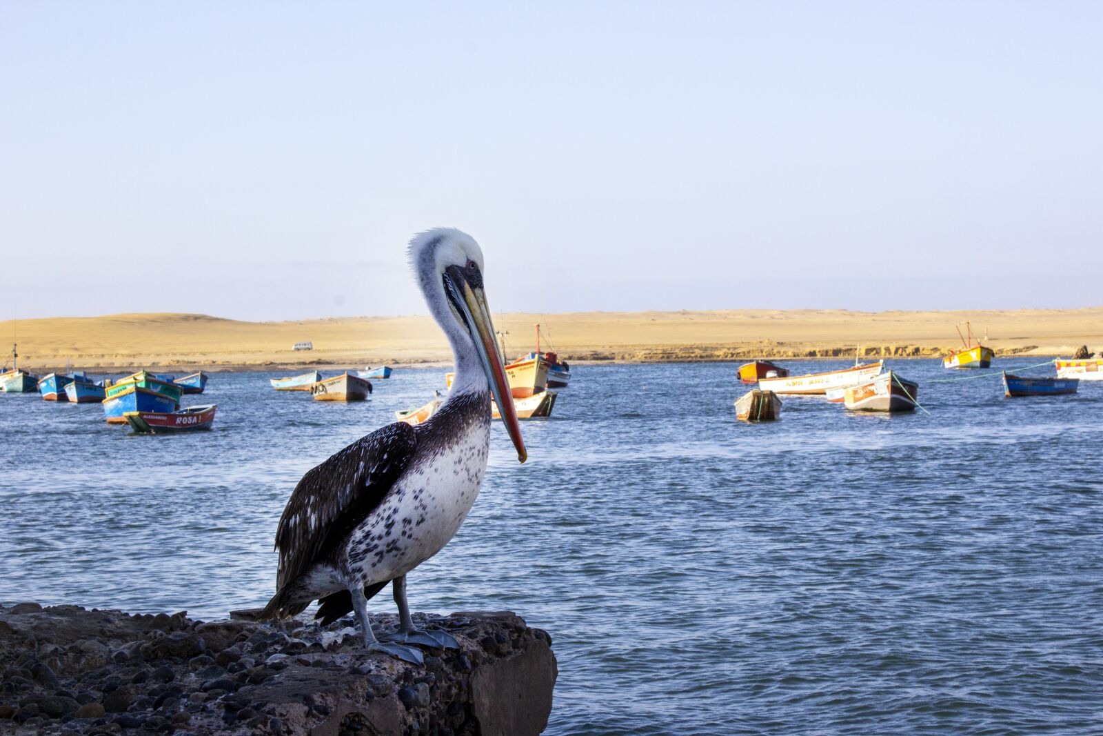 Canon EOS 1200D (EOS Rebel T5 / EOS Kiss X70 / EOS Hi) sample photo. Pelican, paracas, beach photography