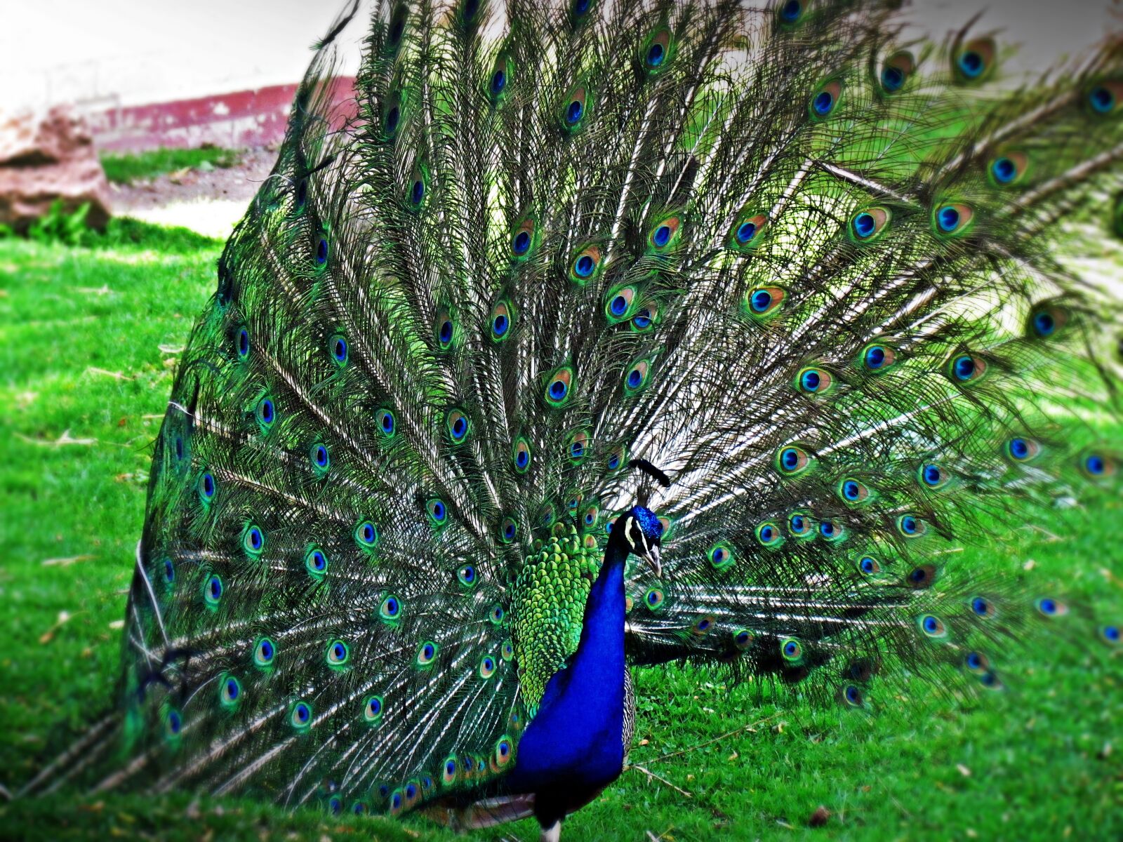 Canon PowerShot SX30 IS sample photo. Peacock, bird, nature photography