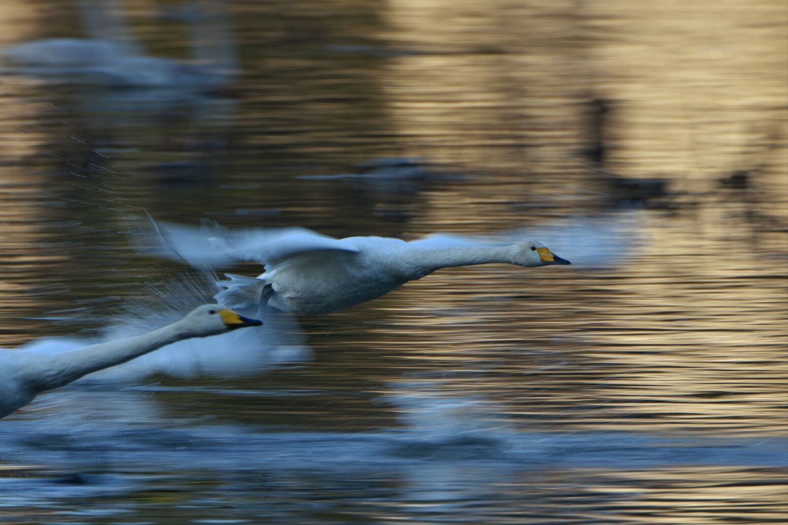 Nikon D7200 sample photo. Animal, lake, waterside photography