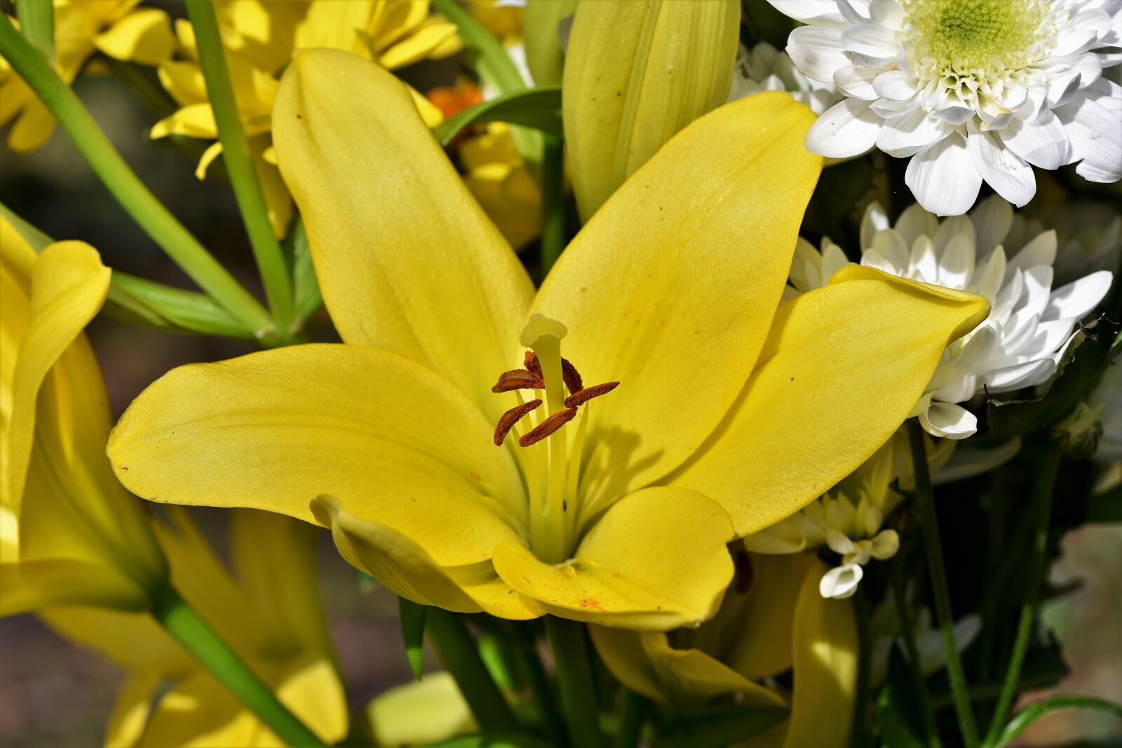 Nikon D7200 sample photo. Lily, blossom, bloom photography