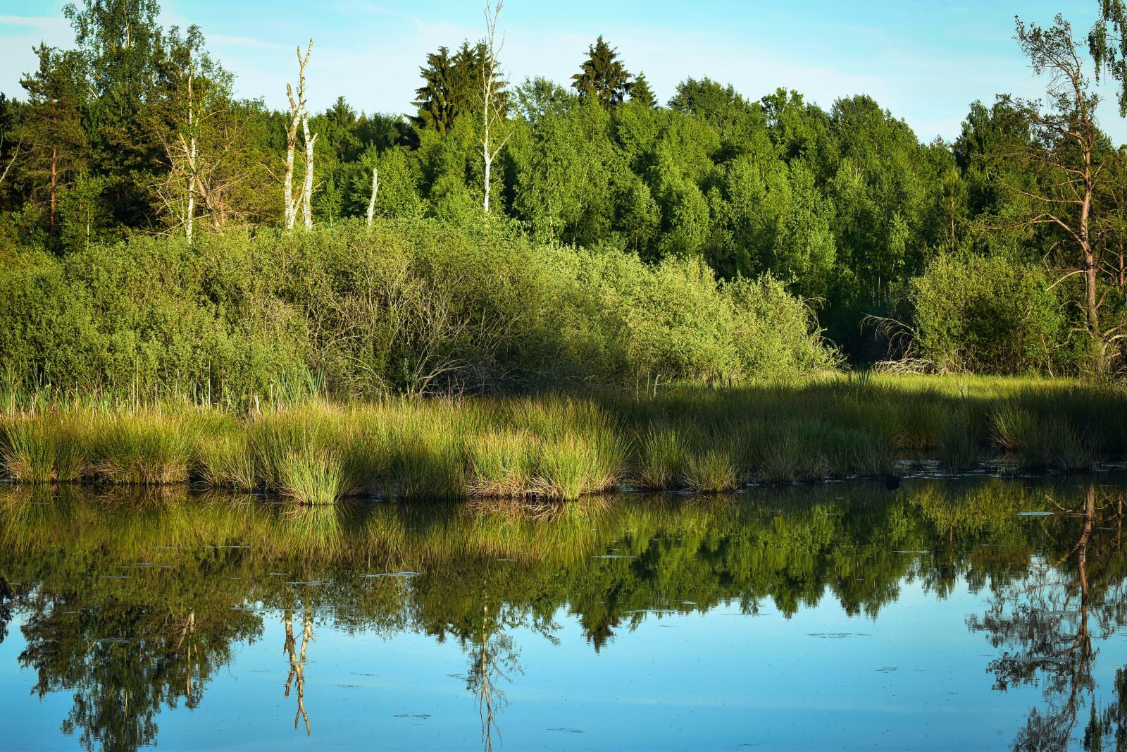 Nikon D5500 sample photo. Moor, abendstimmung, water photography