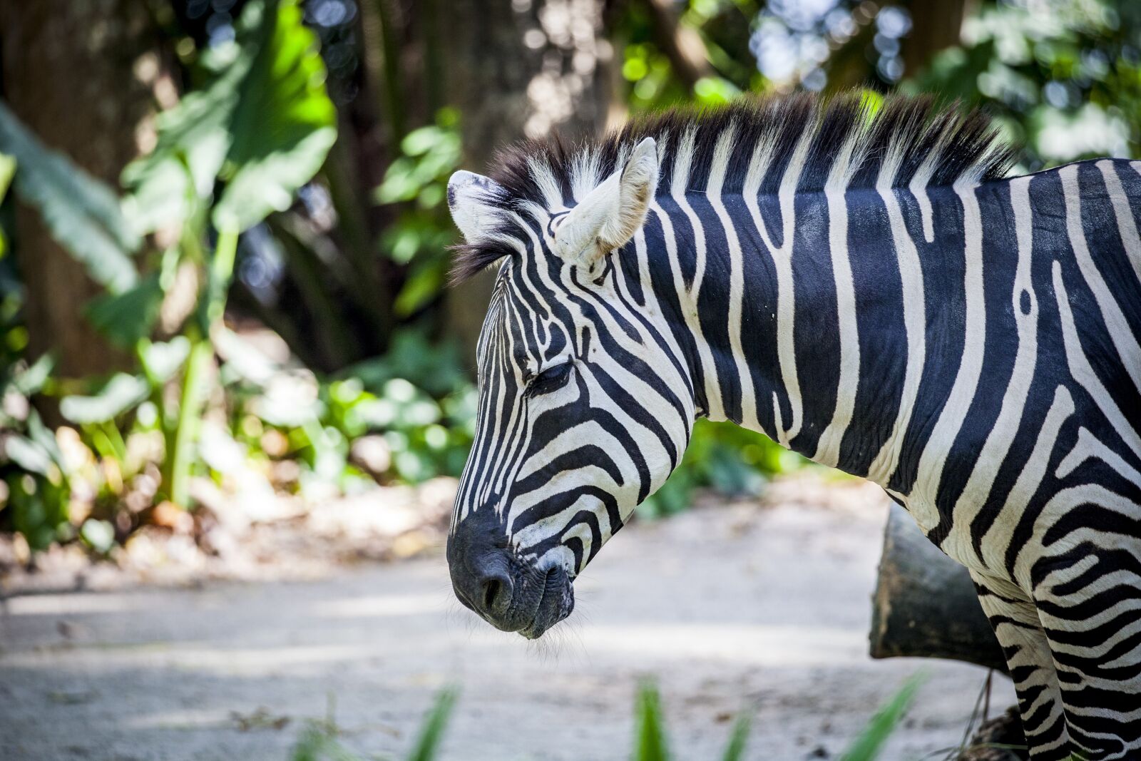 Canon EOS 5D Mark II sample photo. Zebra, grevy, black and photography