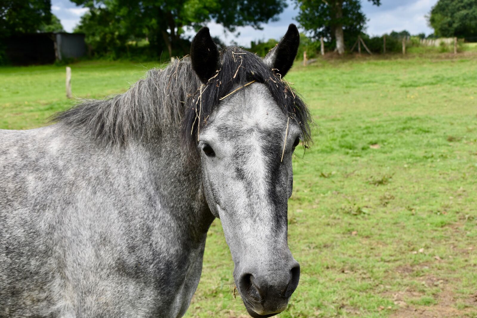 Nikon D5600 sample photo. Horse, equine, horseback riding photography