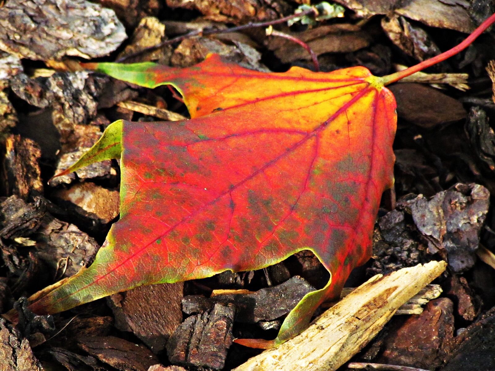 Canon PowerShot SX30 IS sample photo. Leaf, autumn, red photography