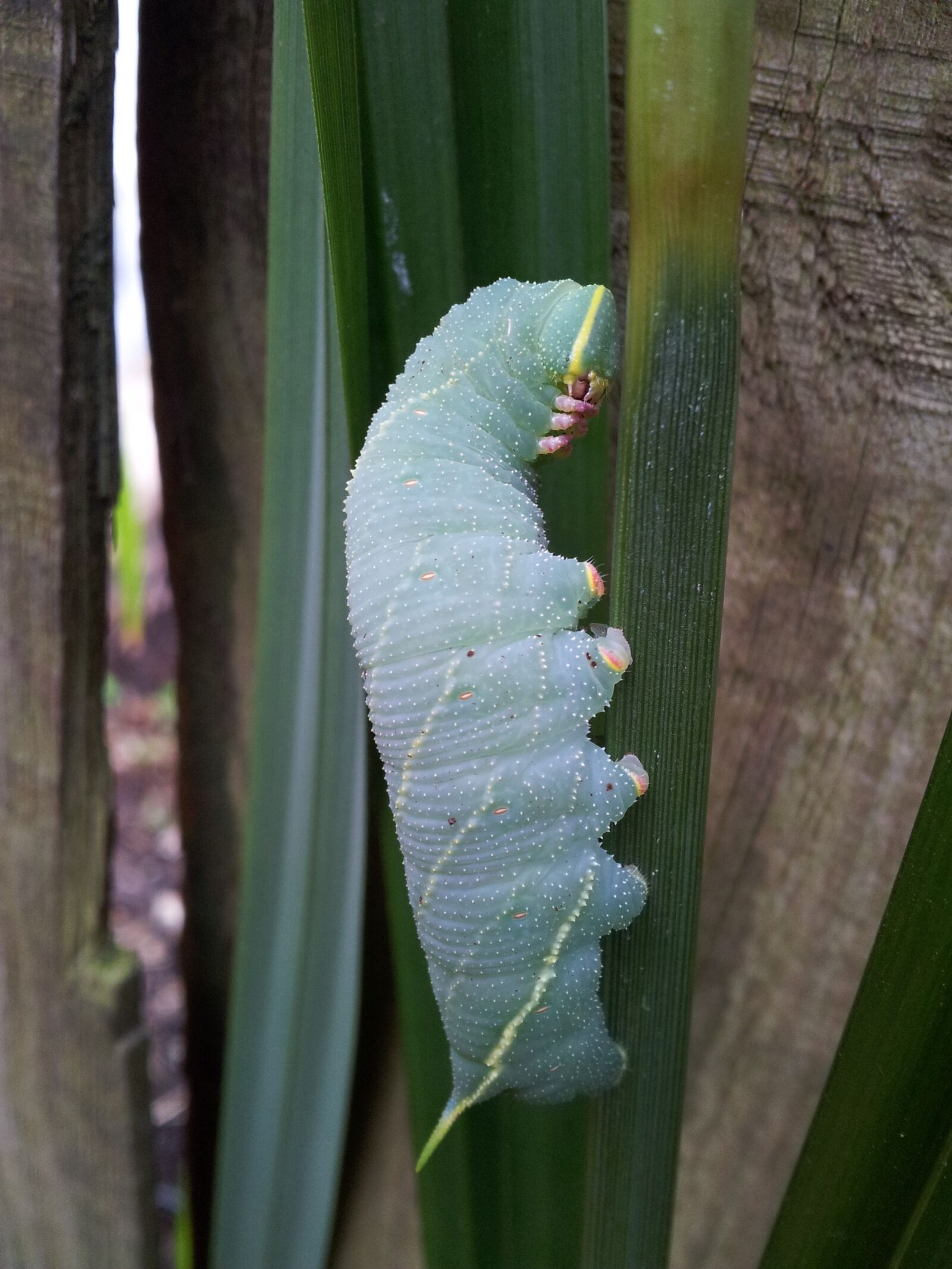 Samsung Galaxy S2 sample photo. Caterpillar, nature, insect photography