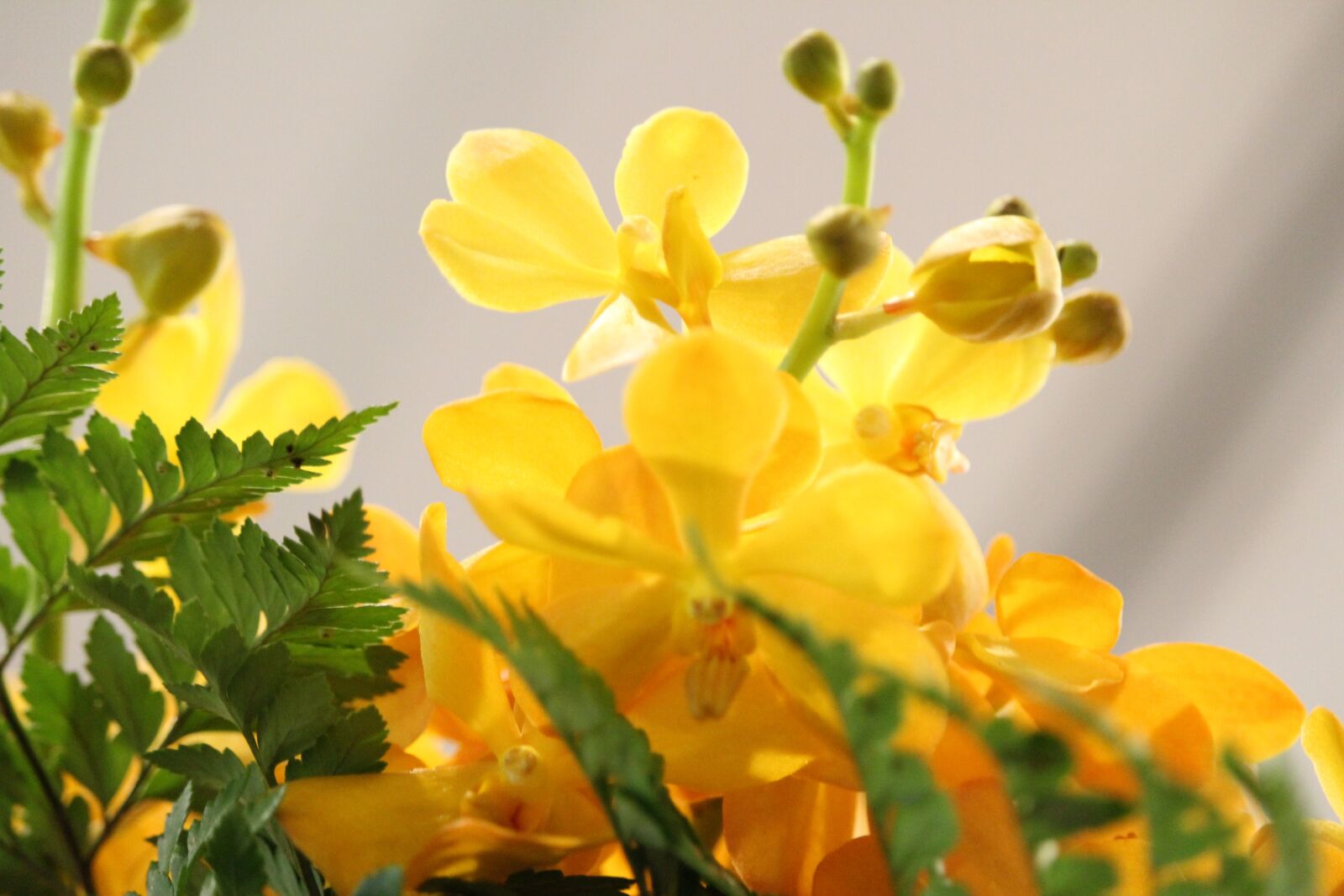 Canon EF-S 55-250mm F4-5.6 IS STM sample photo. Yellow, flowers, photos photography