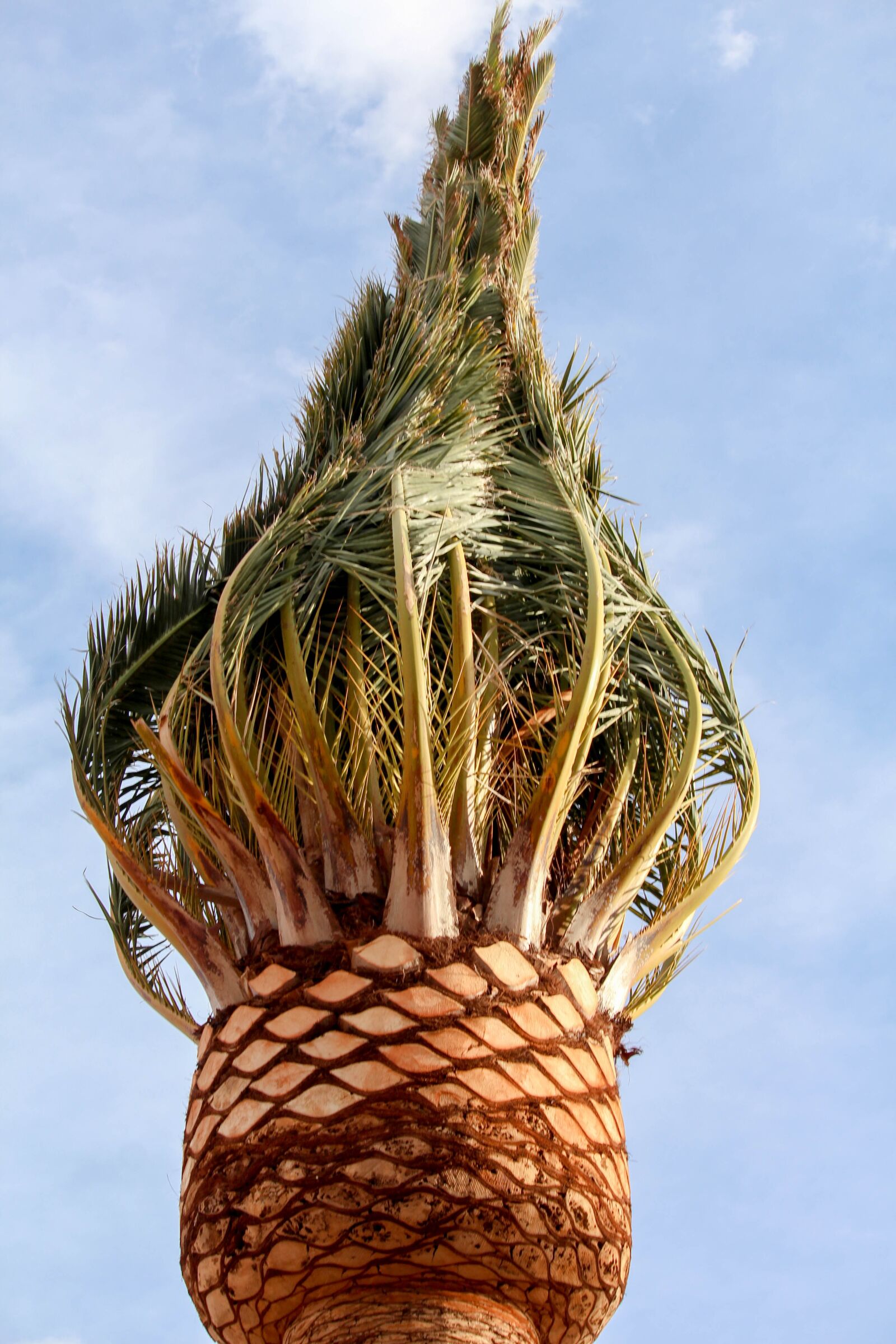 Canon EOS 700D (EOS Rebel T5i / EOS Kiss X7i) sample photo. Nature, sky, palm photography
