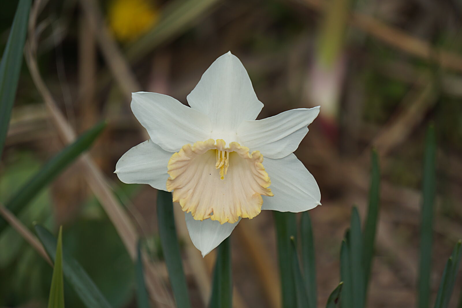 Sony E 55-210mm F4.5-6.3 OSS sample photo. Blanc, botanique, fleur, floraison photography