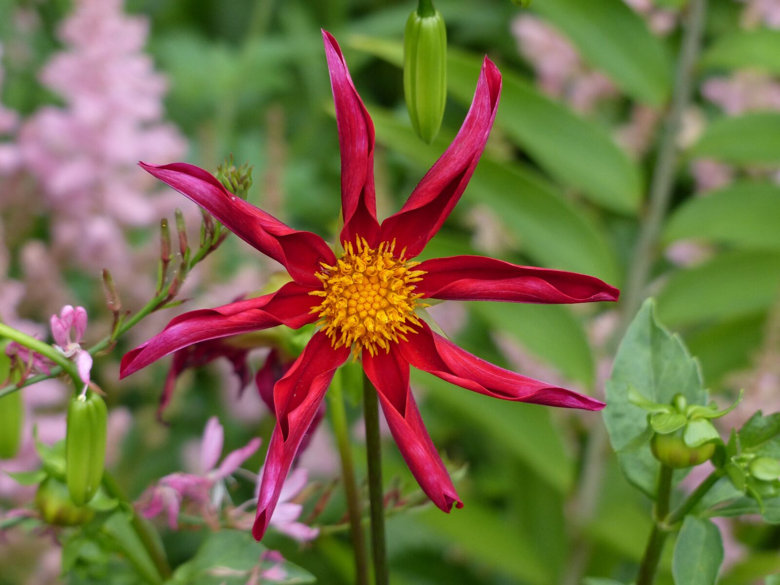 Panasonic Lumix DMC-FZ200 sample photo. Flower, closeup, color photography