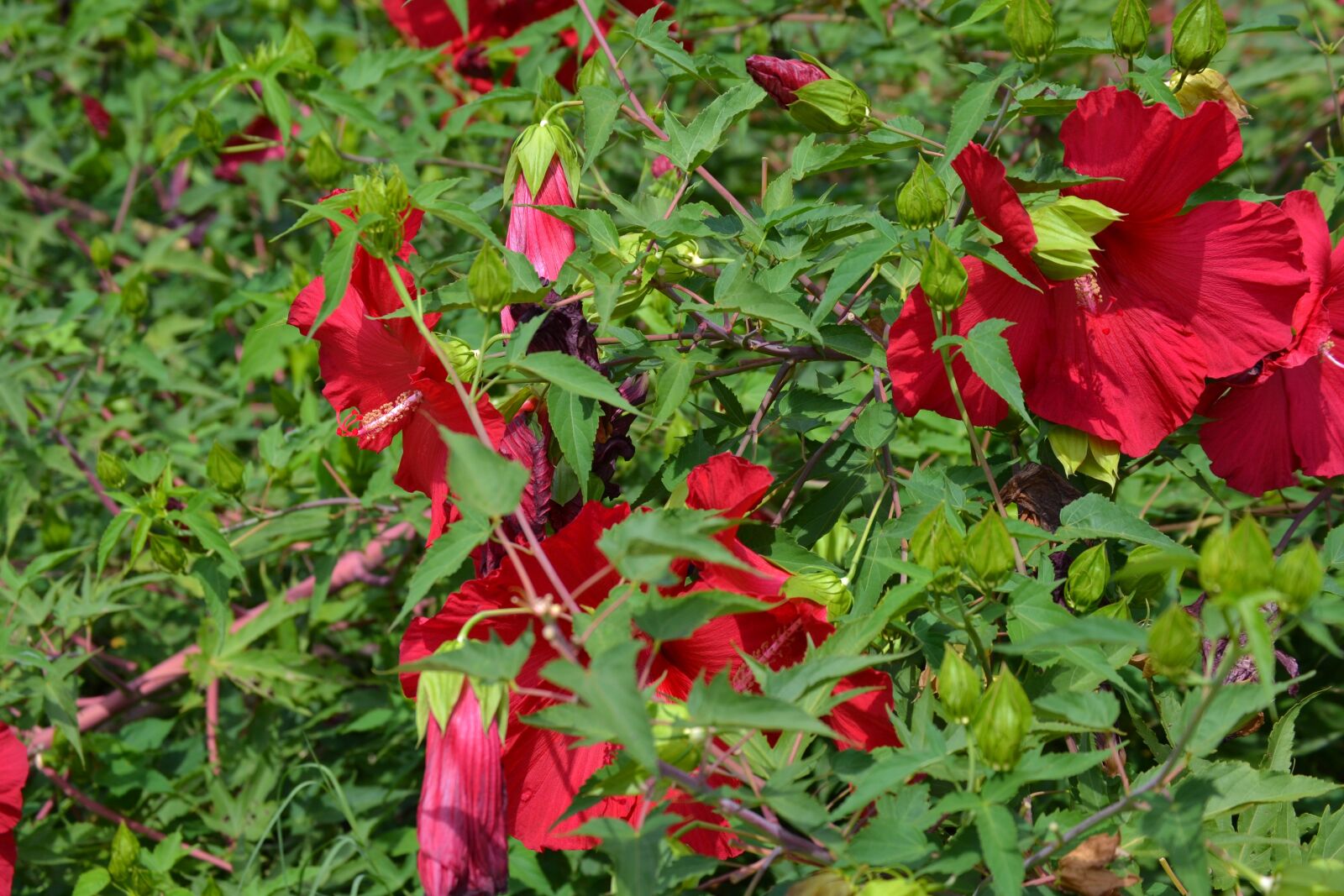 Nikon D3100 sample photo. Flower, bushes, petal photography